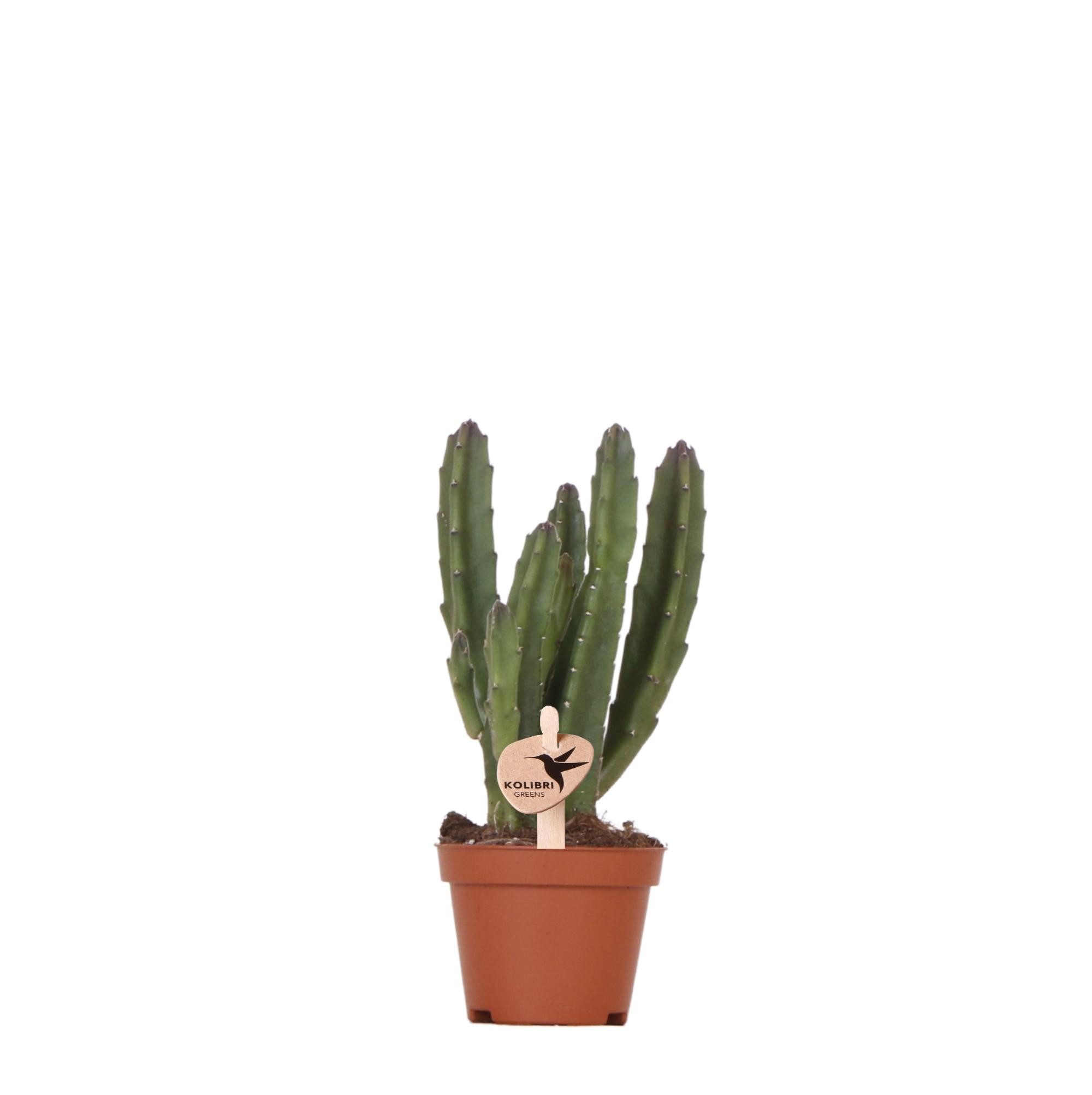 Exotenherz Kaktus Kolibri Greens, Grünpflanze - Stapelia - Ø6cm
