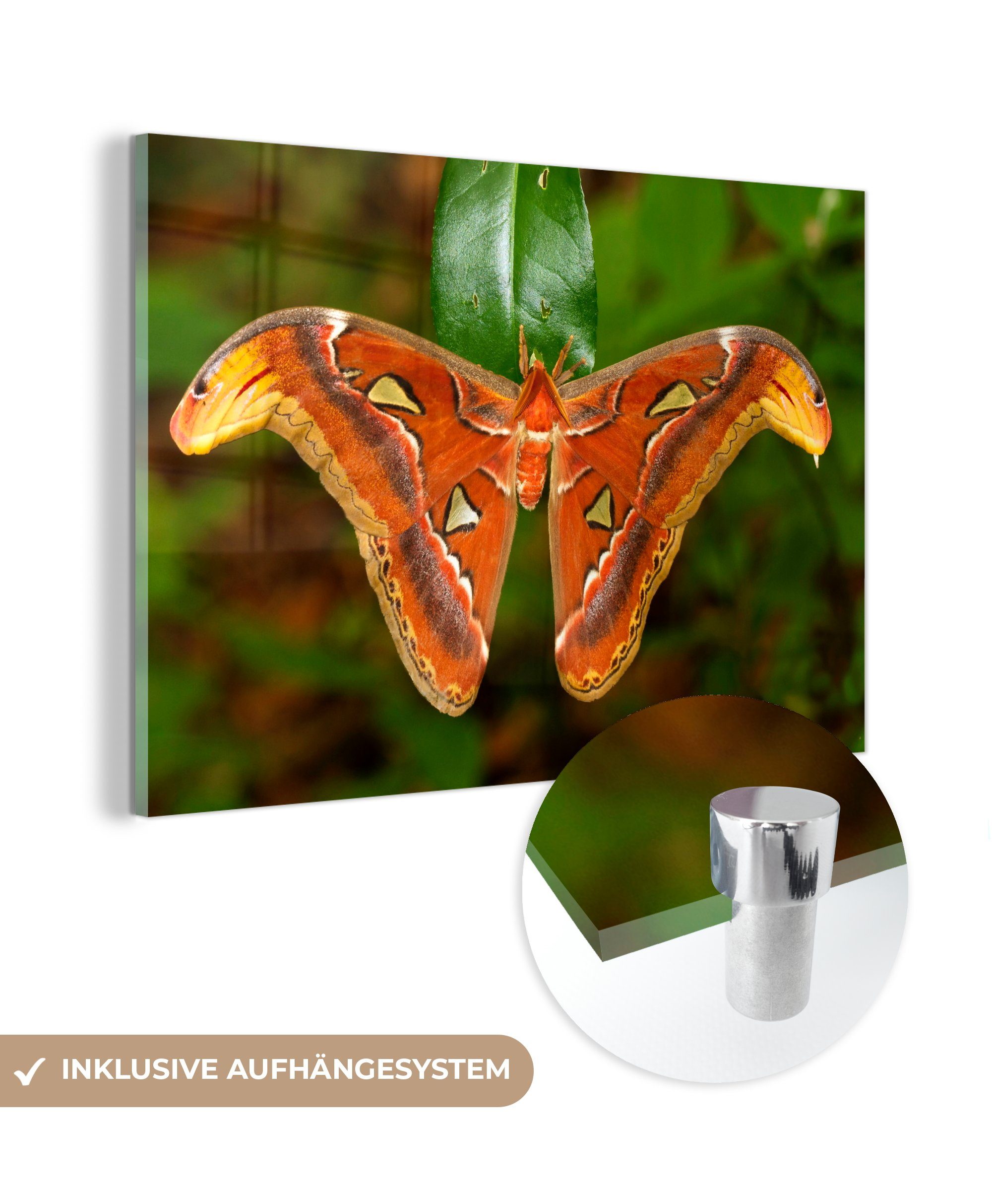 MuchoWow Acrylglasbild Schmetterling auf Blatt, (1 St), Acrylglasbilder Wohnzimmer & Schlafzimmer