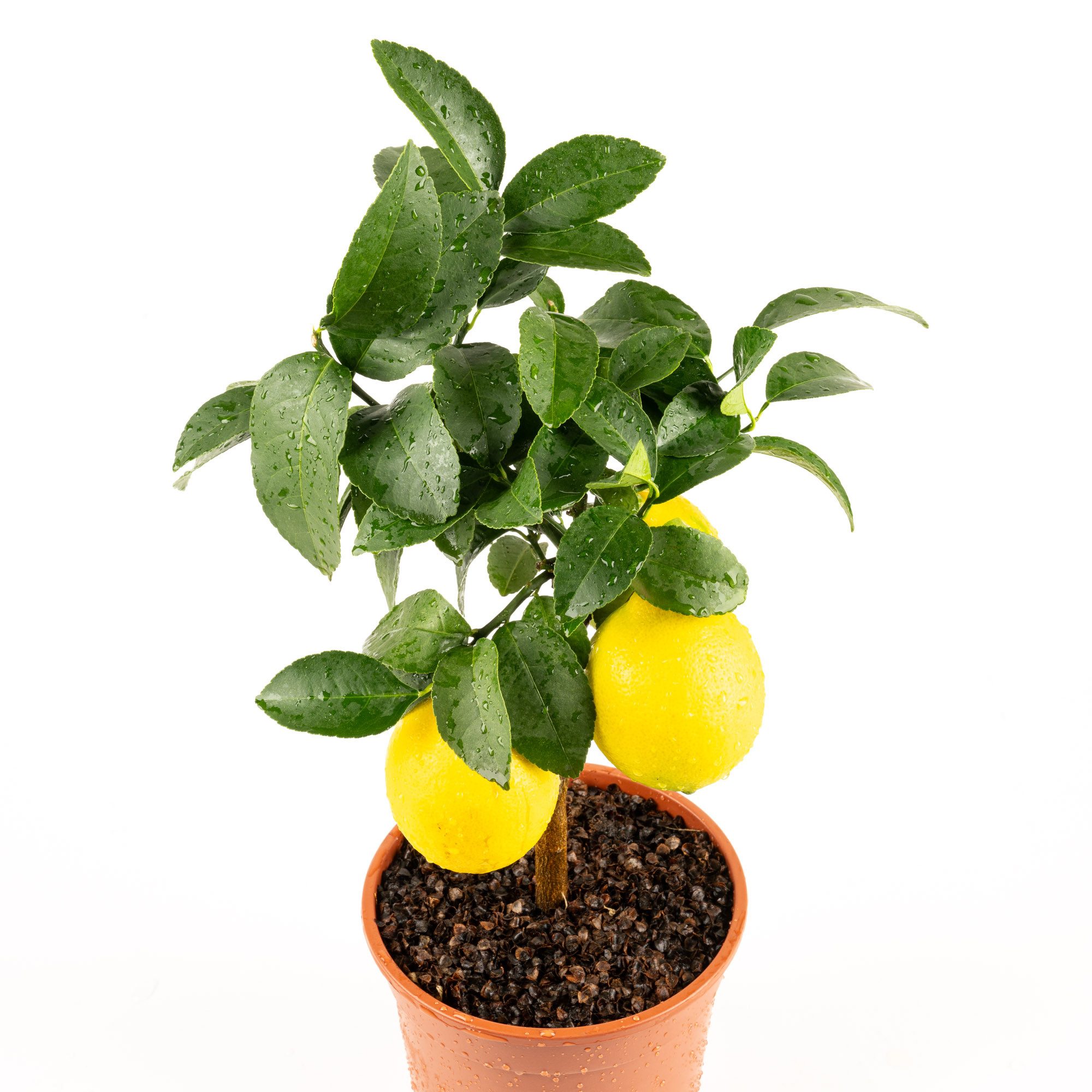 Meine Orangerie Obstpflanze Mini-Zitruspflanze im Ø15 cm Topf - diverse Sorten, echtes Zitrusbäumchen, professionell veredelter und fruchtreifer Zitrusbaum