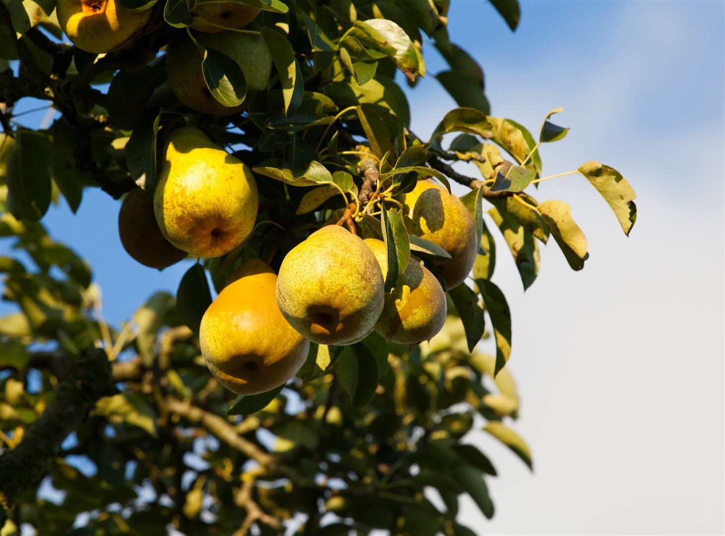 Pflanzen für Dich Obstpflanze Pyrus communis, 1 St., Birnbaum, Kulturbirne, essbar, weißblühend – Bild 3 von 5