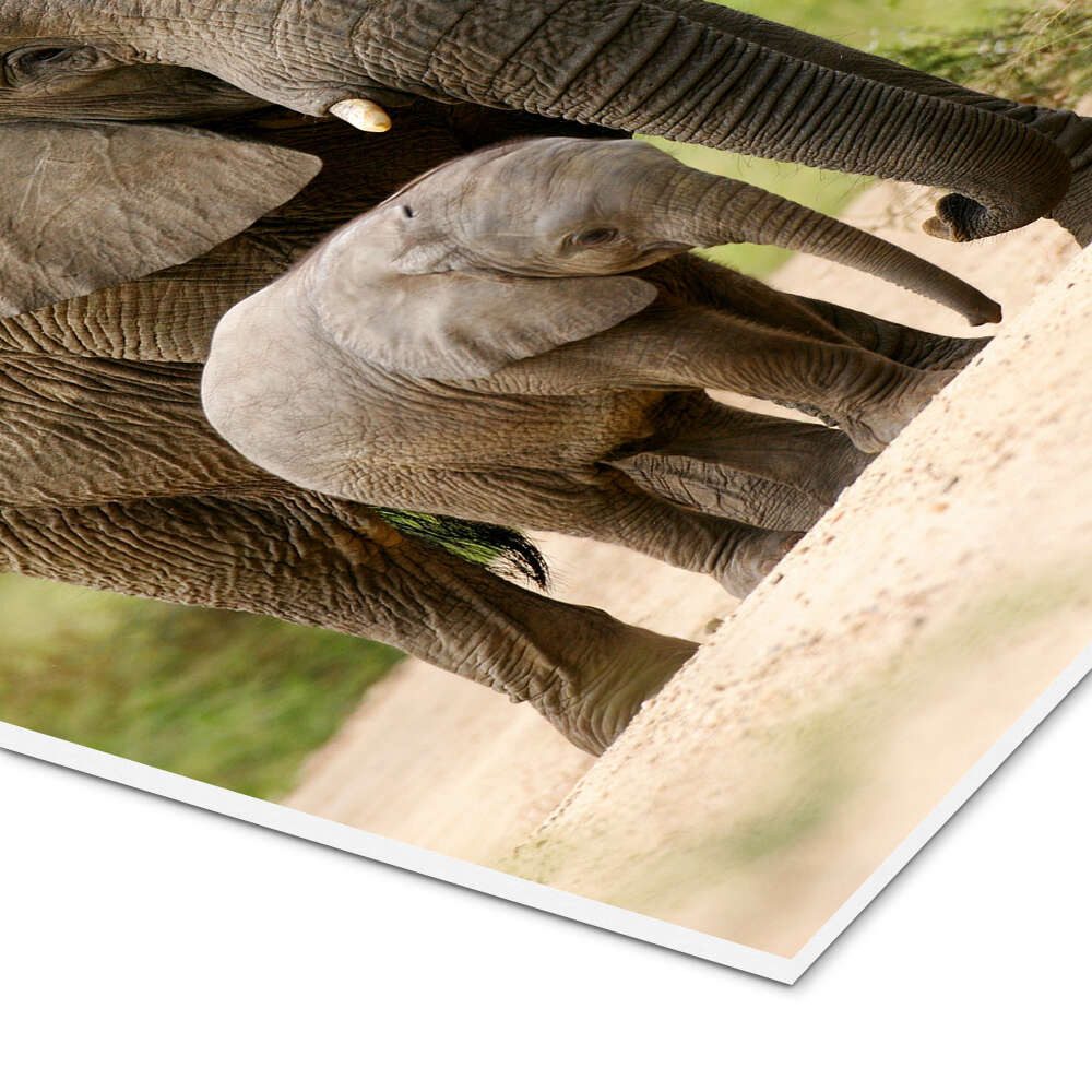Posterlounge Wandbild Mutter und Kalb, Editors Choice, erhältlich als Poster, Leinwandbild, Wandsticker oder Acrylglasbild