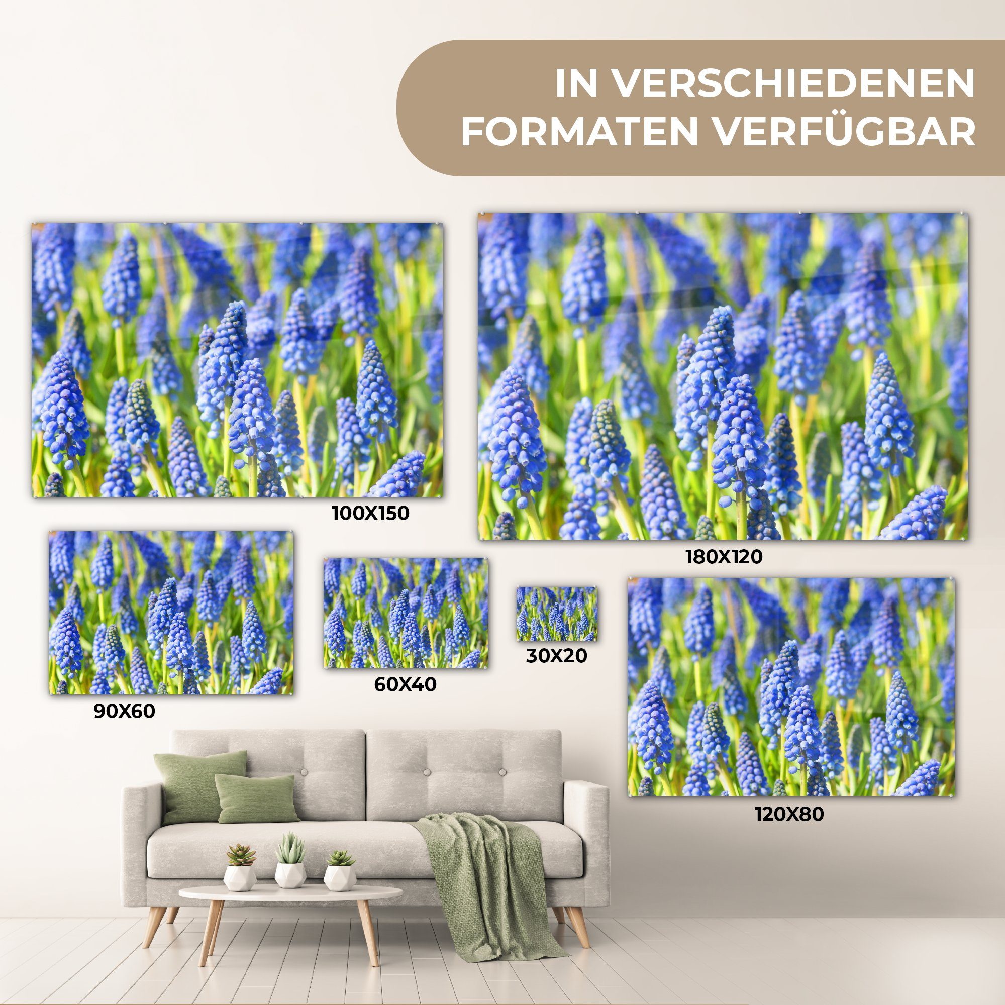 & Feld Acrylglasbild Wohnzimmer MuchoWow mit Acrylglasbilder St), (1 blauen der Schlafzimmer Traubenhyazinthe, Blüten