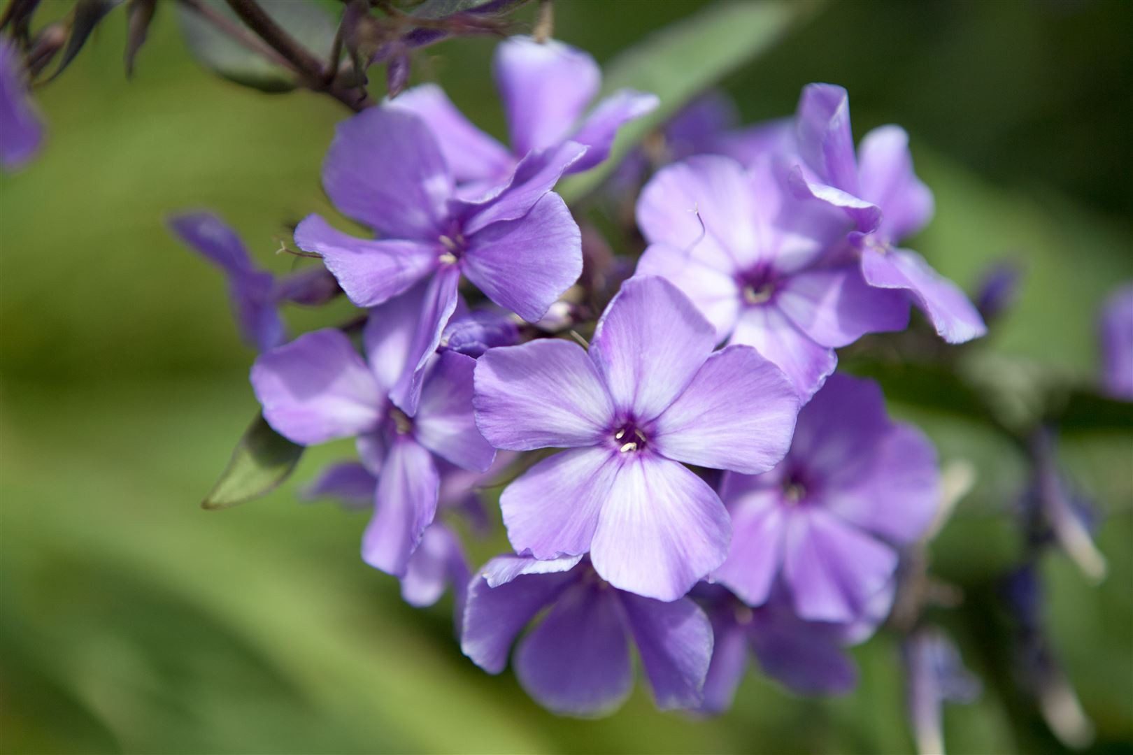 Pflanzen für Dich Staude Phlox pan. Blue Paradise, 1 St., Hoher Stauden-Phlox, Flammenblume