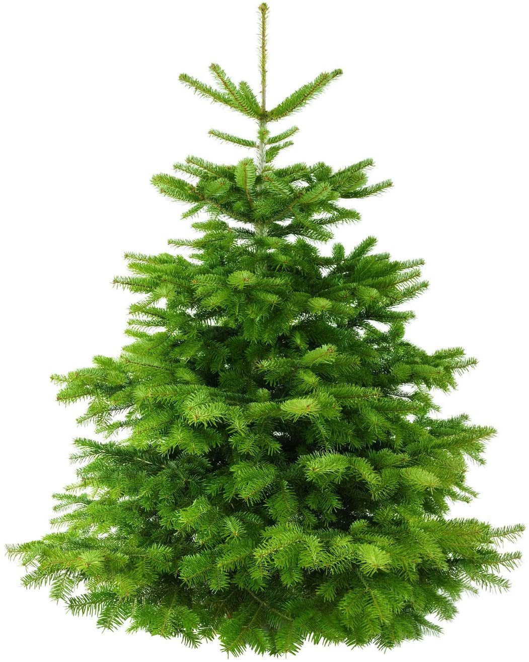 Pflanzen für Dich Echter Weihnachtsbaum Nordmanntanne 160-180 cm, frisch ge günstig online kaufen