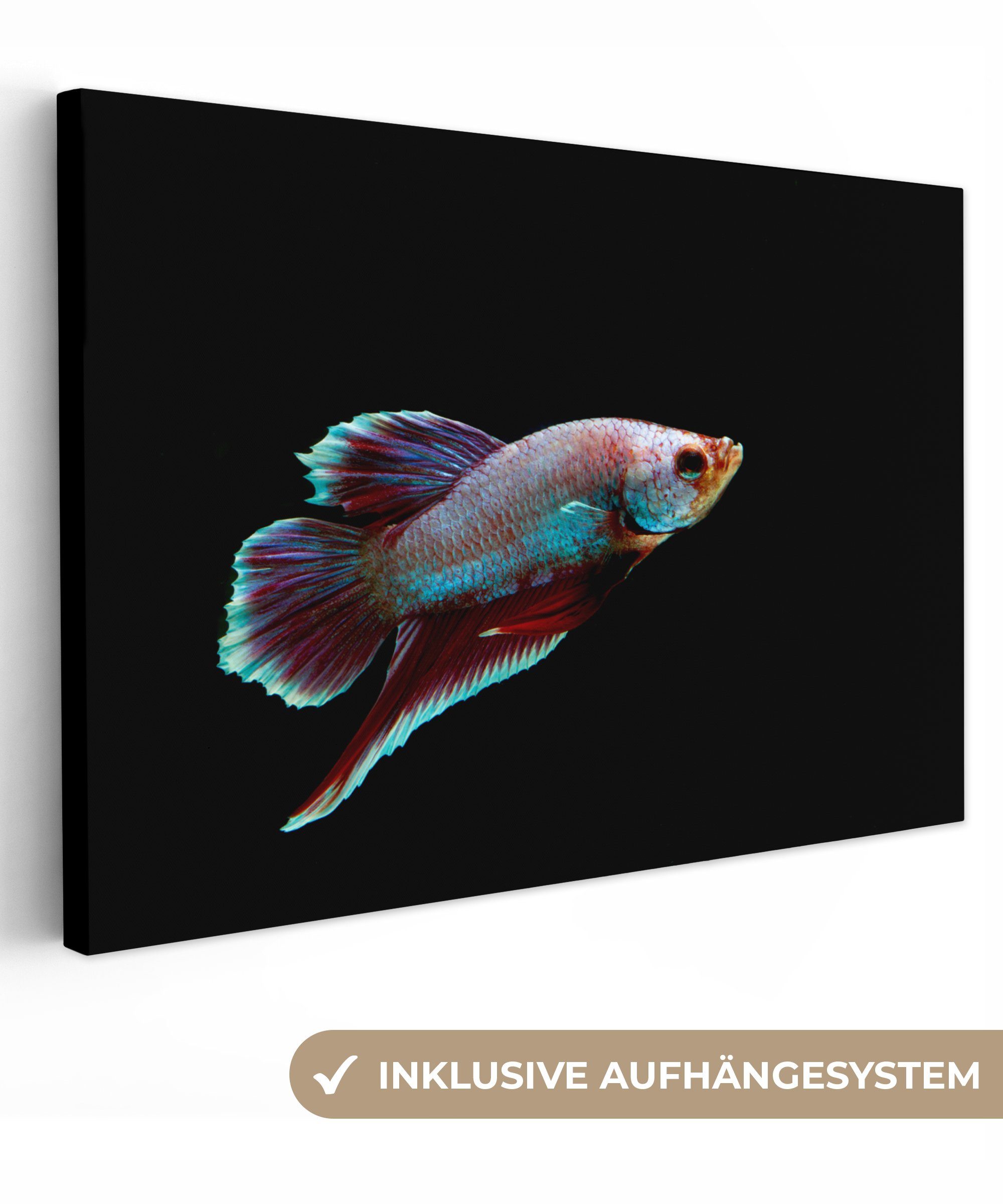 Tiere OneMillionCanvasses® (1 St), - Wandbild cm Leinwandbilder, Fische Aufhängefertig, Wanddeko, 30x20 Licht, - Leinwandbild