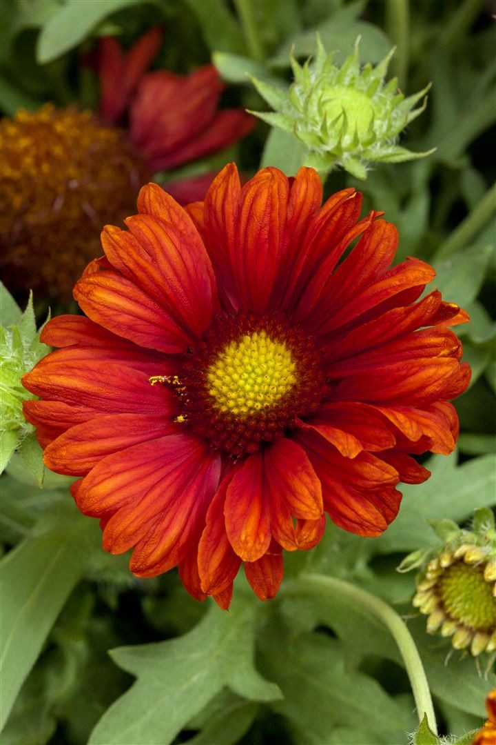 Pflanzen für Dich Staude Gaillardia grand. Burgunder, 1 St., Kokardenblume