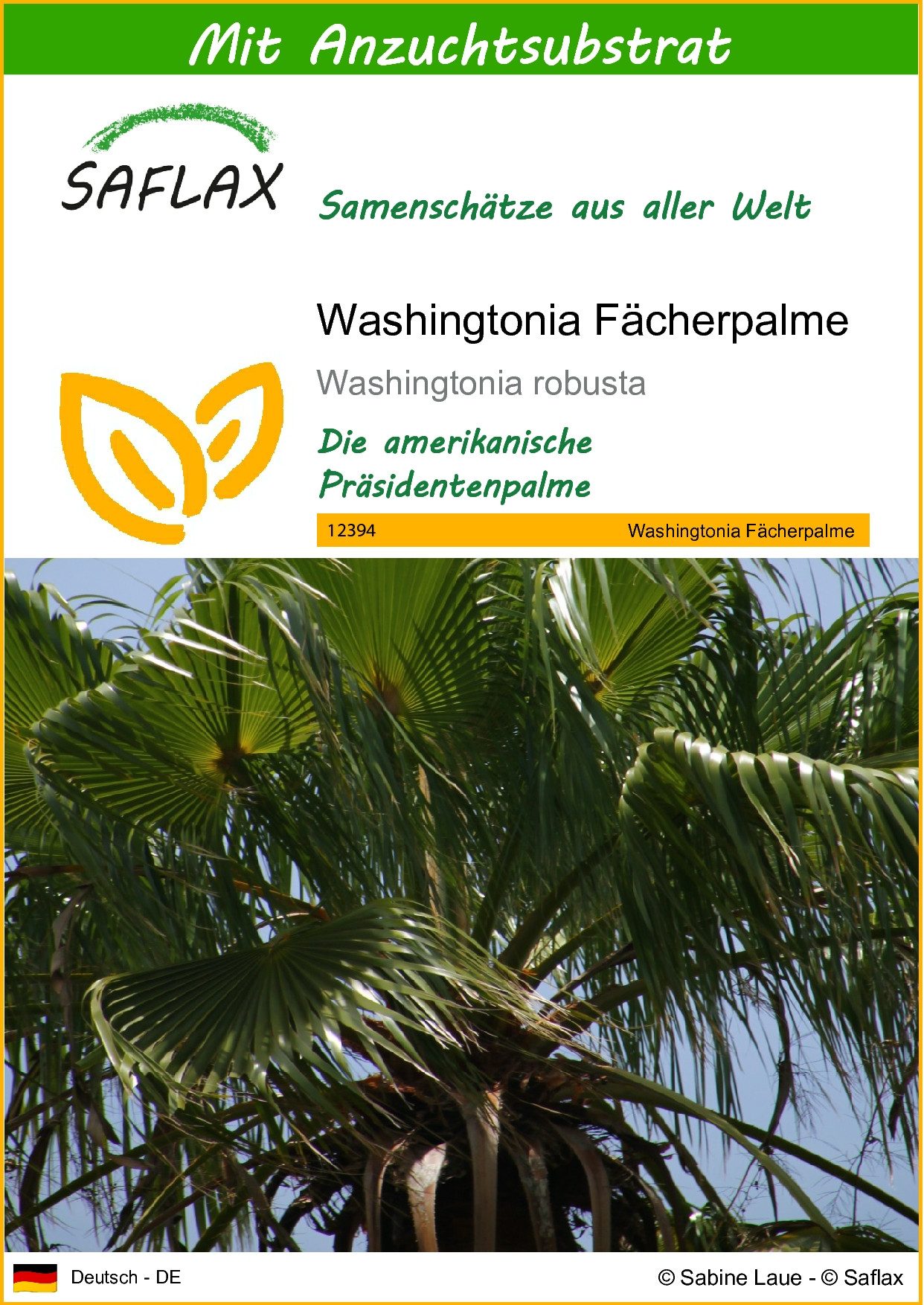 SAFLAX Blumensamen SAFLAX - Samen und Substrat - Washingtonia Fächerpalme