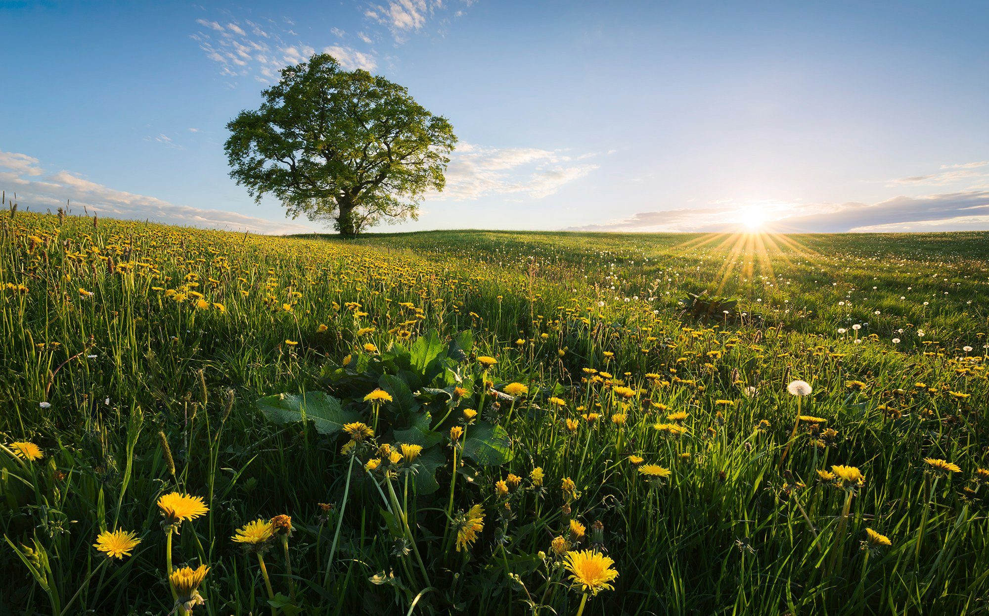 Komar Vliestapete Digitaldruck Vlies - Frühling auf dem Land - Größe 450 x 280 cm, glatt, bedruckt, (9 St), Wohnzimmer, Schlafzimmer