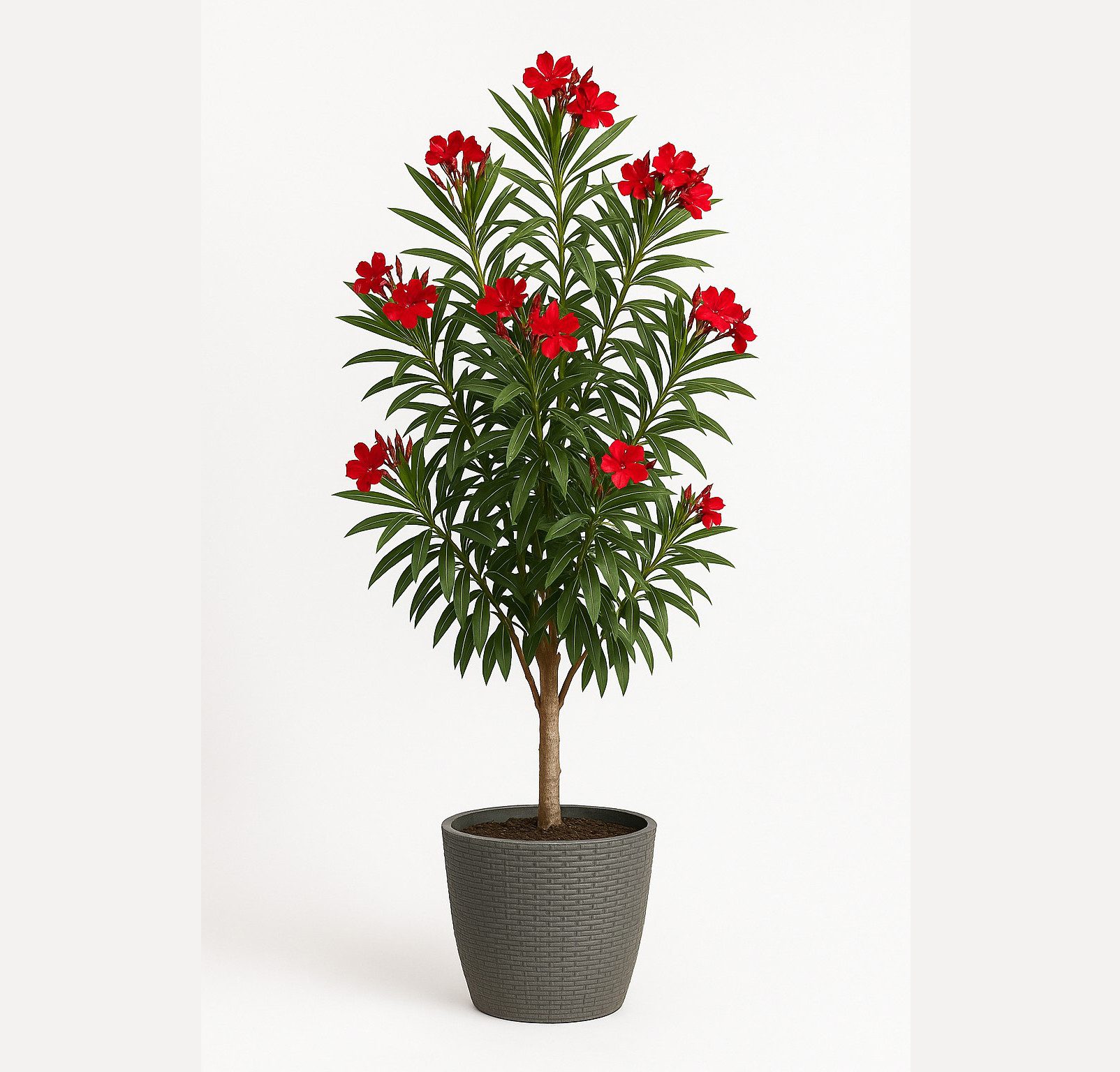 Palms-Store Kübelpflanzen Nerium, Розыlorbeer Höhe ca: 180cm Rot aus Spanien, leuchtend rote Blüten