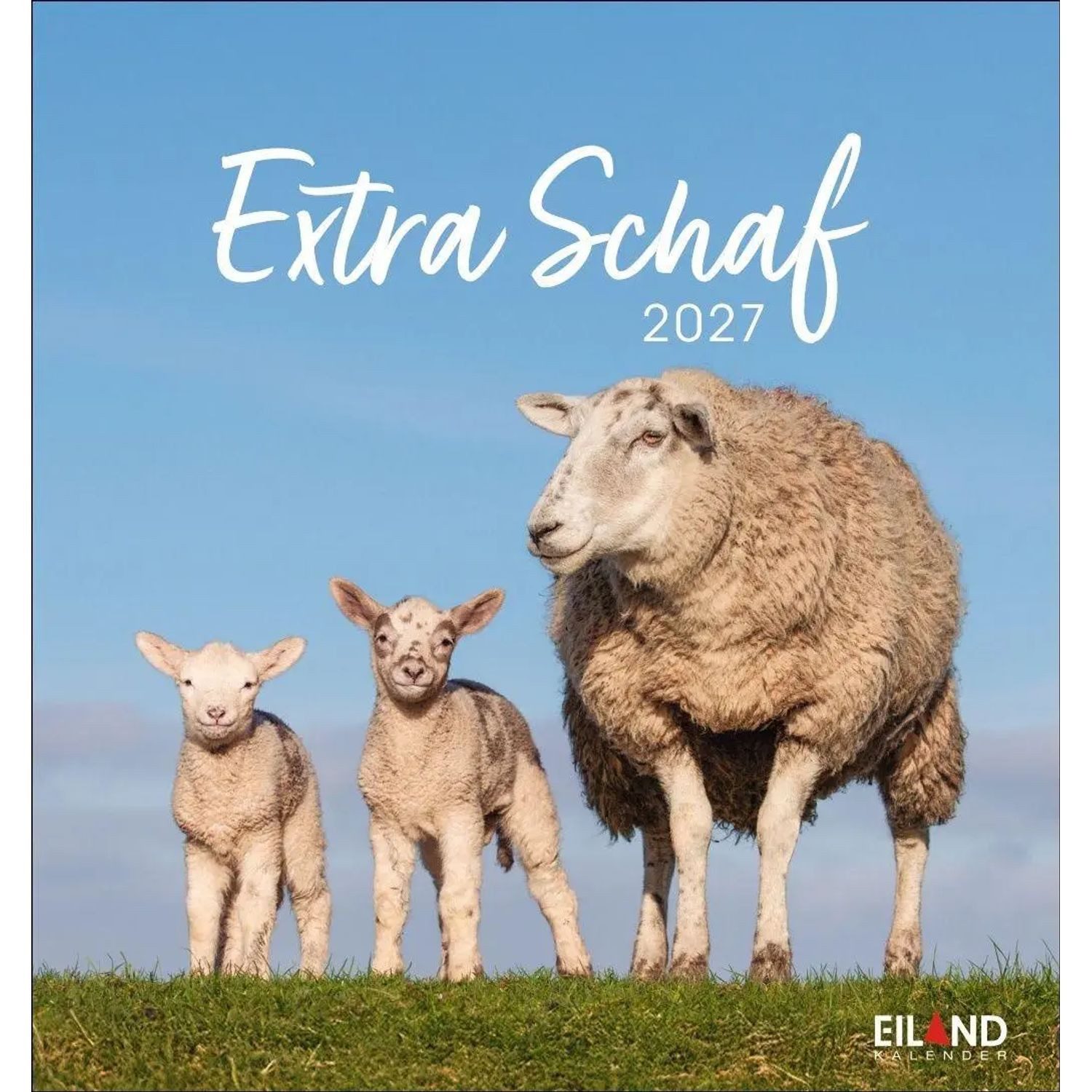 Wandkalender Extra Schaf Postkartenkalender 2027
