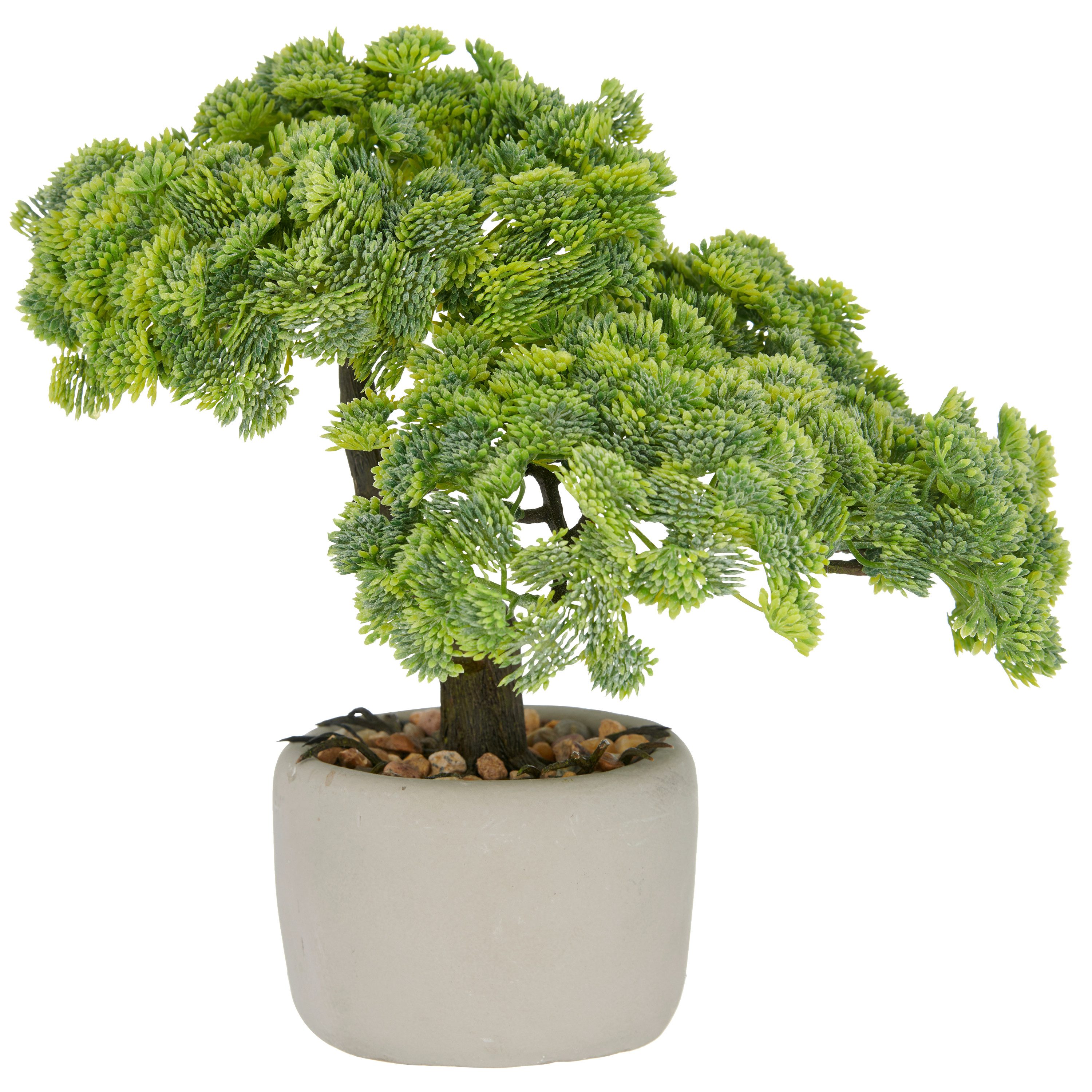 Kunstbonsai Bonsai Sedum multiceps, Creativ green, Höhe 24 cm, mit modernem Pflanzgefäß