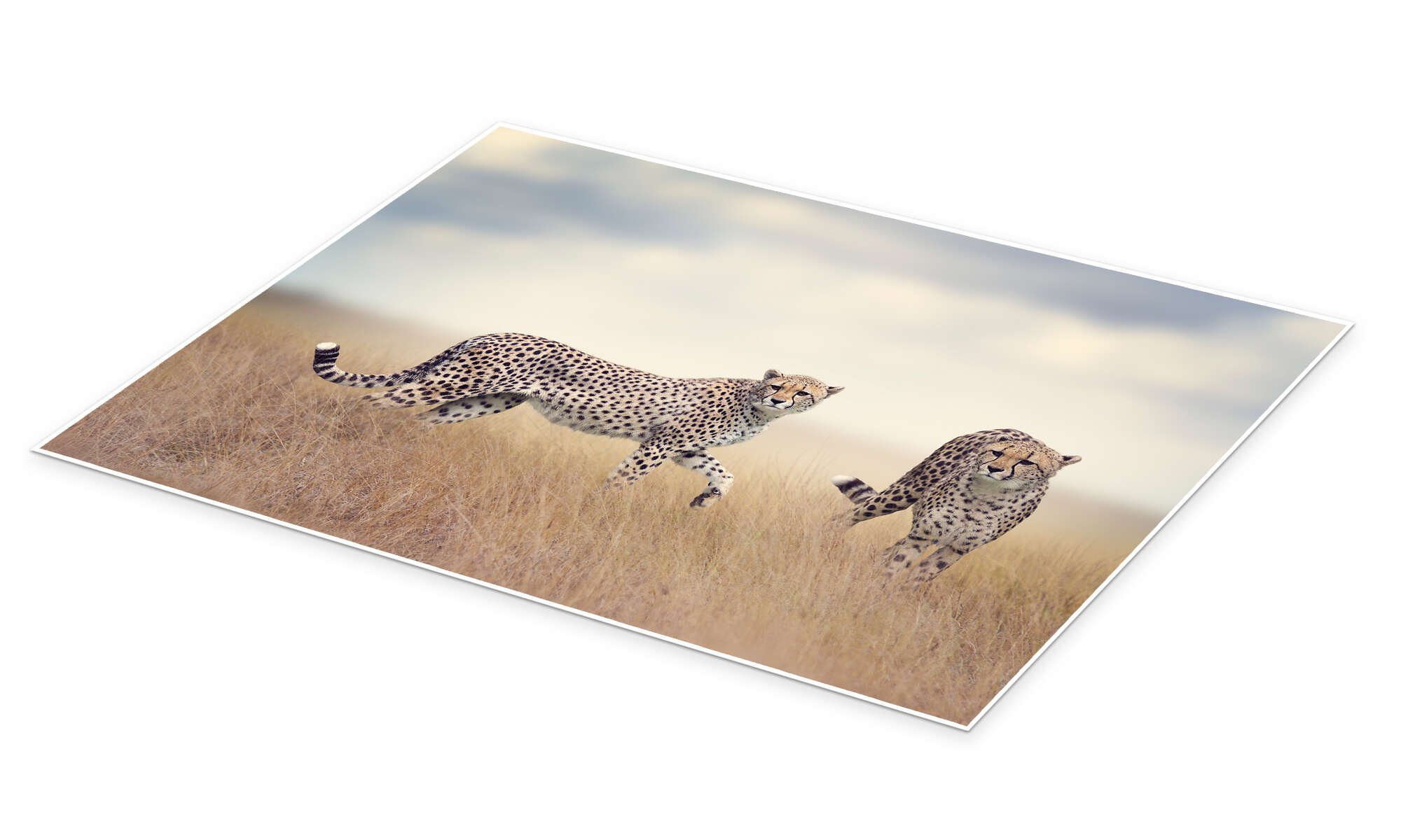 Posterlounge Wandbild Geparden auf der Jagd, Editors Choice, erhältlich als Poster, Leinwandbild, Wandsticker oder Acrylglasbild