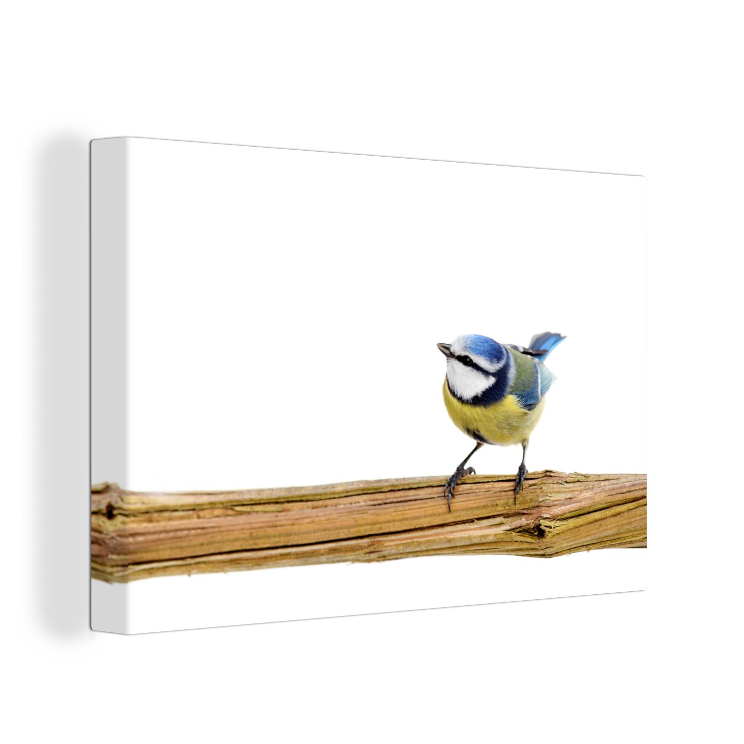 OneMillionCanvasses® Leinwandbild Bunte Blaumeise auf einem hölzernen Zweig, (1 St), Wandbild Leinwandbilder, Aufhängefertig, Wanddeko, 30x20 cm