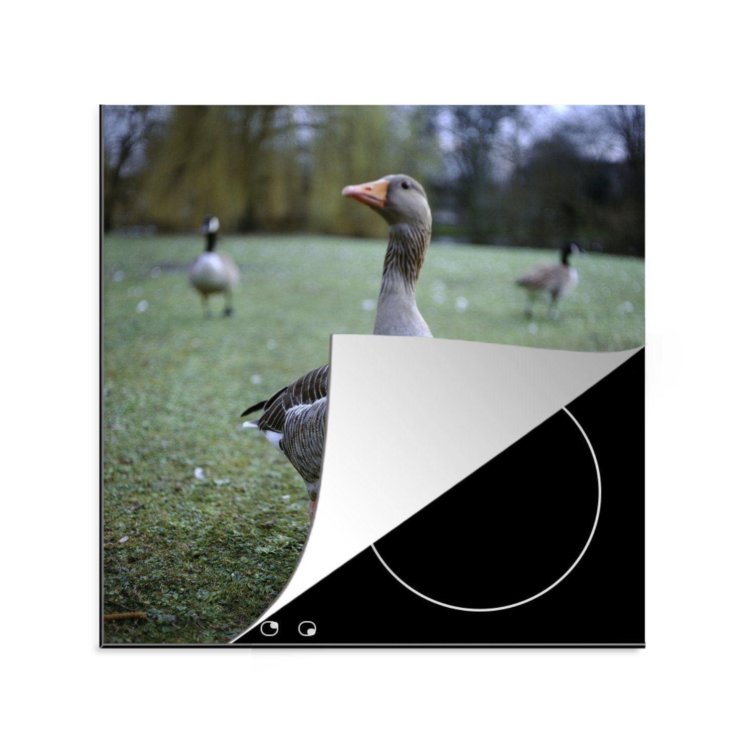 - küche Vogel Ceranfeldabdeckung, (1 Graugans 78x78 Herdblende-/Abdeckplatte Vinyl, cm, MuchoWow für Gras, Arbeitsplatte - tlg),