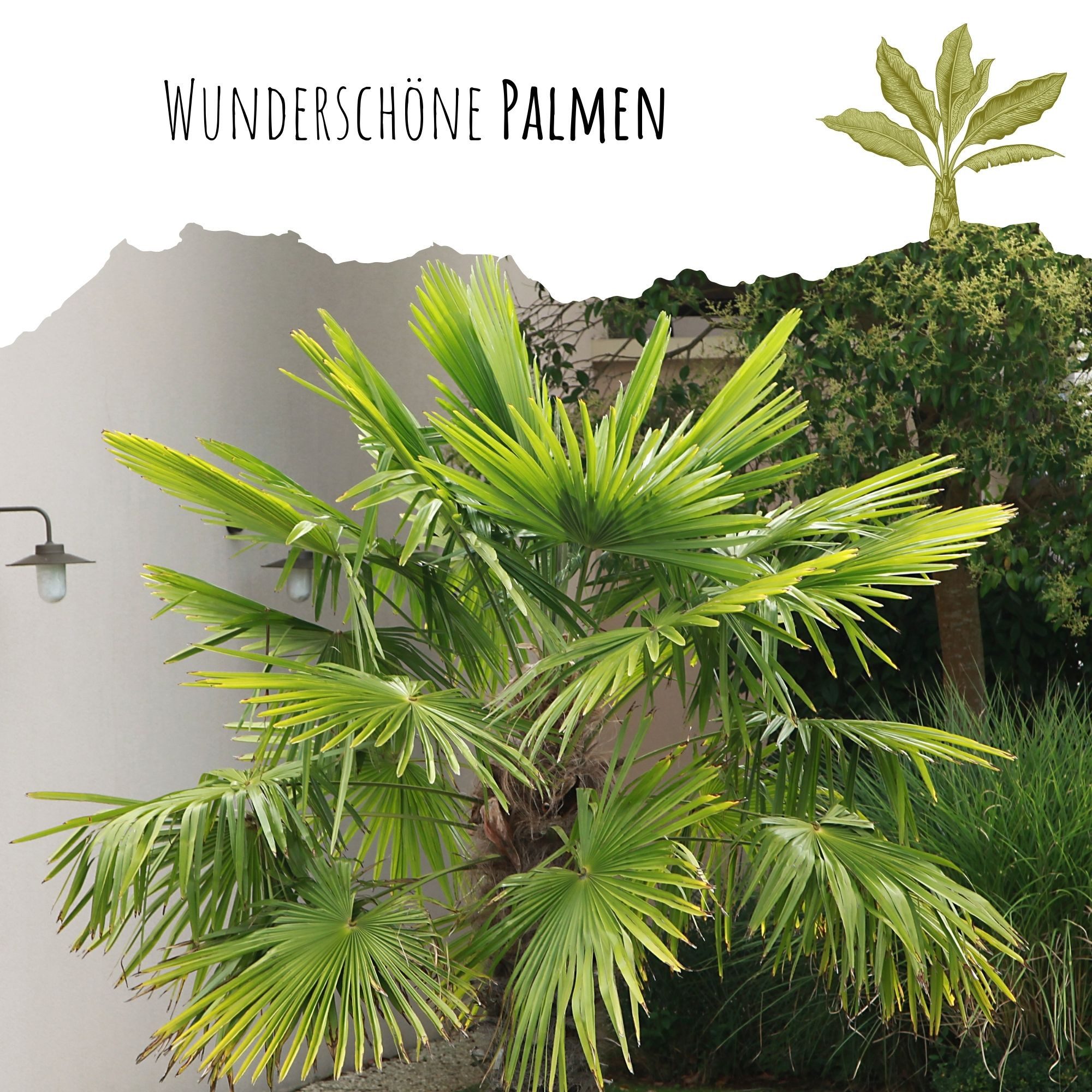 HappySeed Blumensamen Hanfpalme Samen - Chamaerops excelsa, Blumen günstig online kaufen