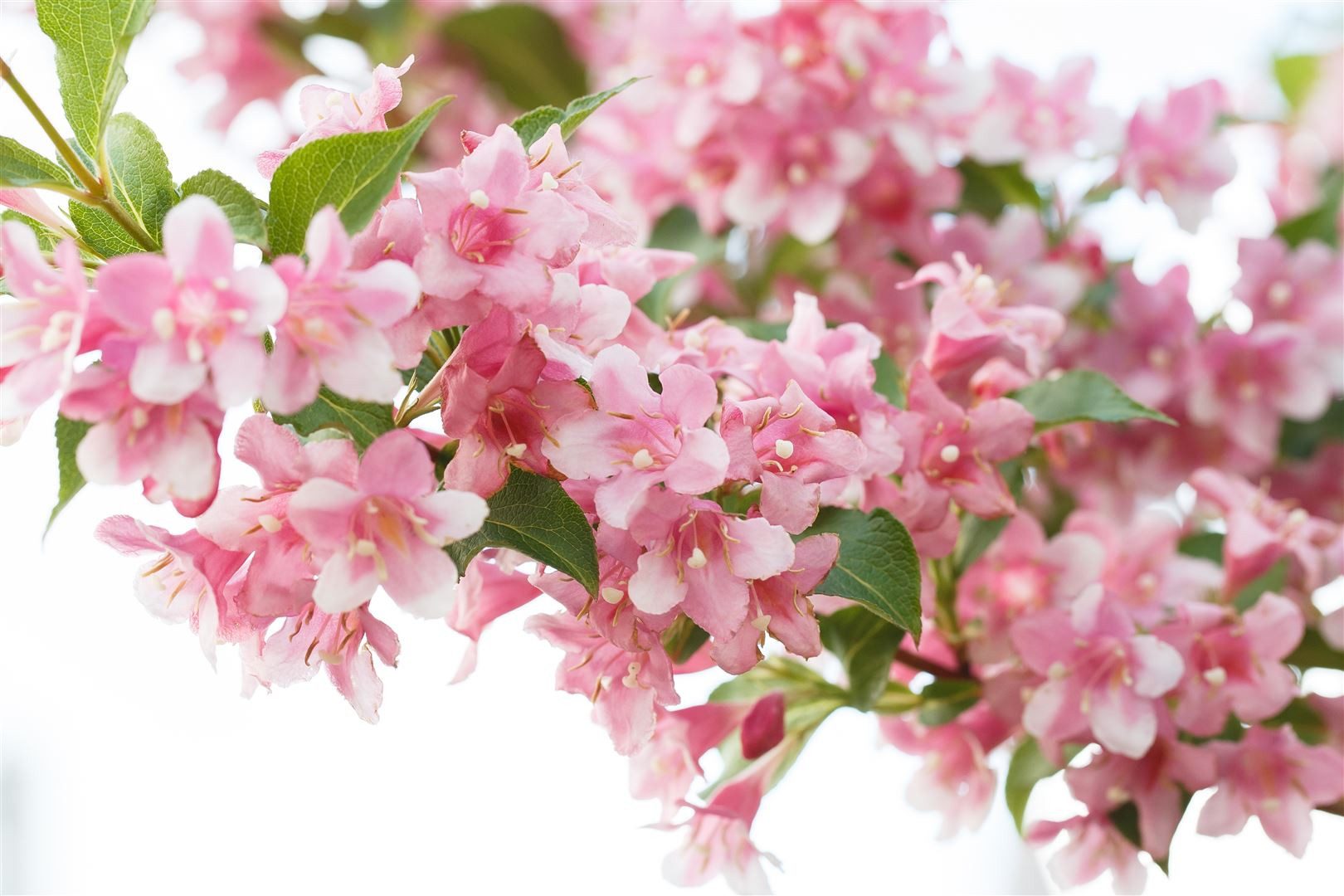 Pflanzen für Dich Gehölze Weigela Rosea, 1 St., Weigelie, Weigelienstrauch