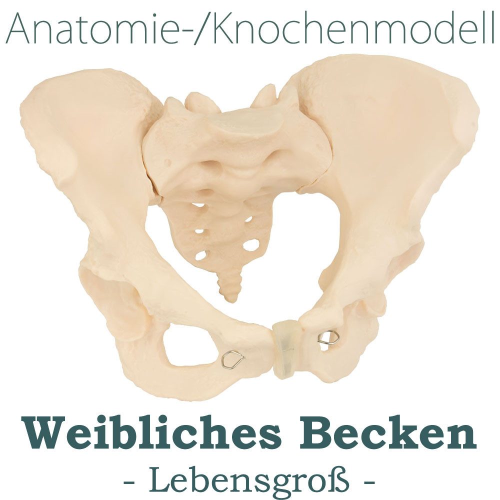 MedMod Dekoobjekt Anatomie Modell weiblicher Beckenboden Lebensgroßes weibliches Becken