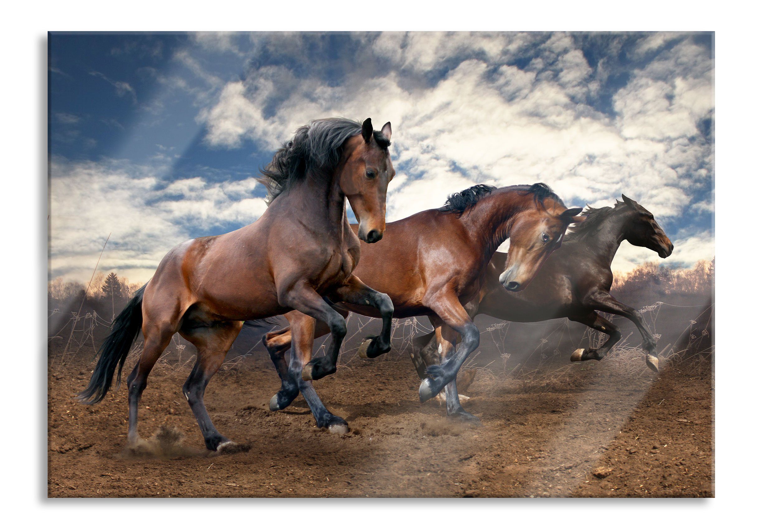 Pixxprint Glasbild Wilde freie Pferde, Wilde freie Pferde (1 St), Glasbild aus Echtglas, inkl. Aufhängungen und Abstandshalter