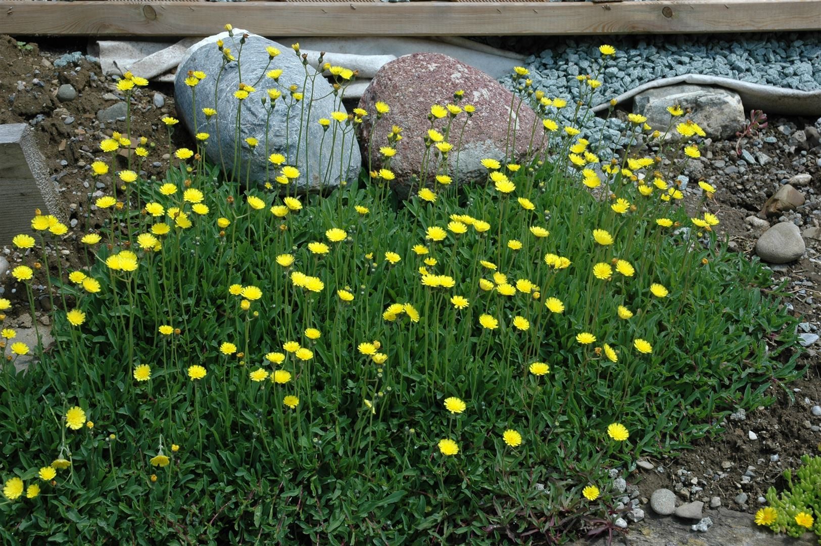 Pflanzen für Dich Staude Hieracium pilosella, 1 St., Kleines Habichtskraut, Mausohr-Habichtskraut, Mausohrflockenblume