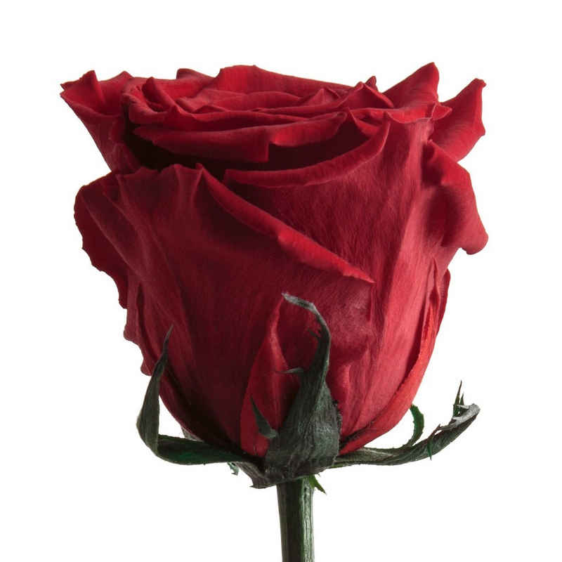 Kunstblume »Echte ewige Infinity Rose konserviert mit Stiel haltbare Rose« Rose, ROSEMARIE SCHULZ Heidelberg, Höhe 50 cm, Valentinstag Geschenk für sie Rose