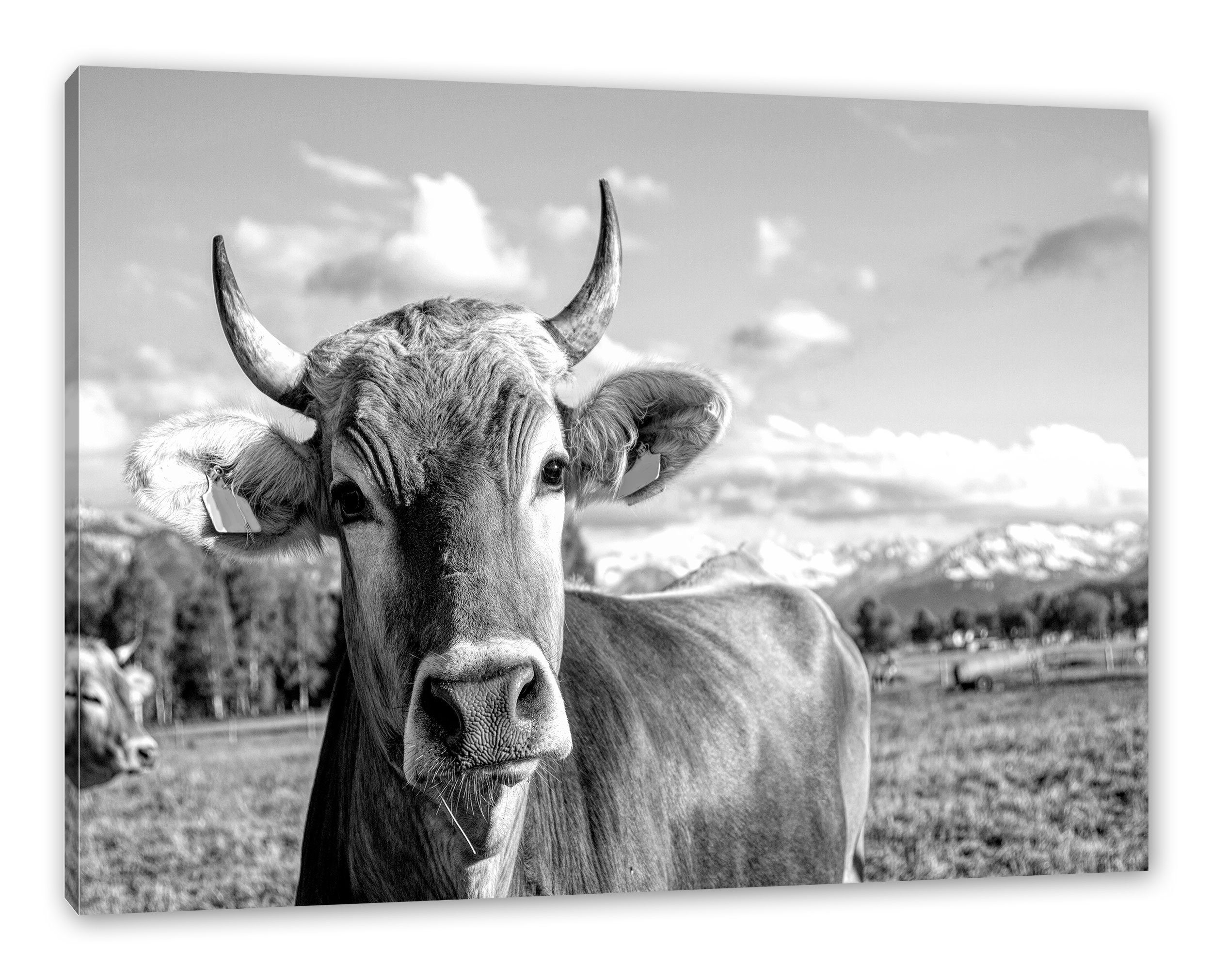 Pixxprint Leinwandbild Neugierige Kuh auf bespannt, Allgäu, Monochrome, im Monochrome Allgäu, Neugierige St), (1 Weide Kuh fertig Zackenaufhänger Leinwandbild inkl. im auf Weide