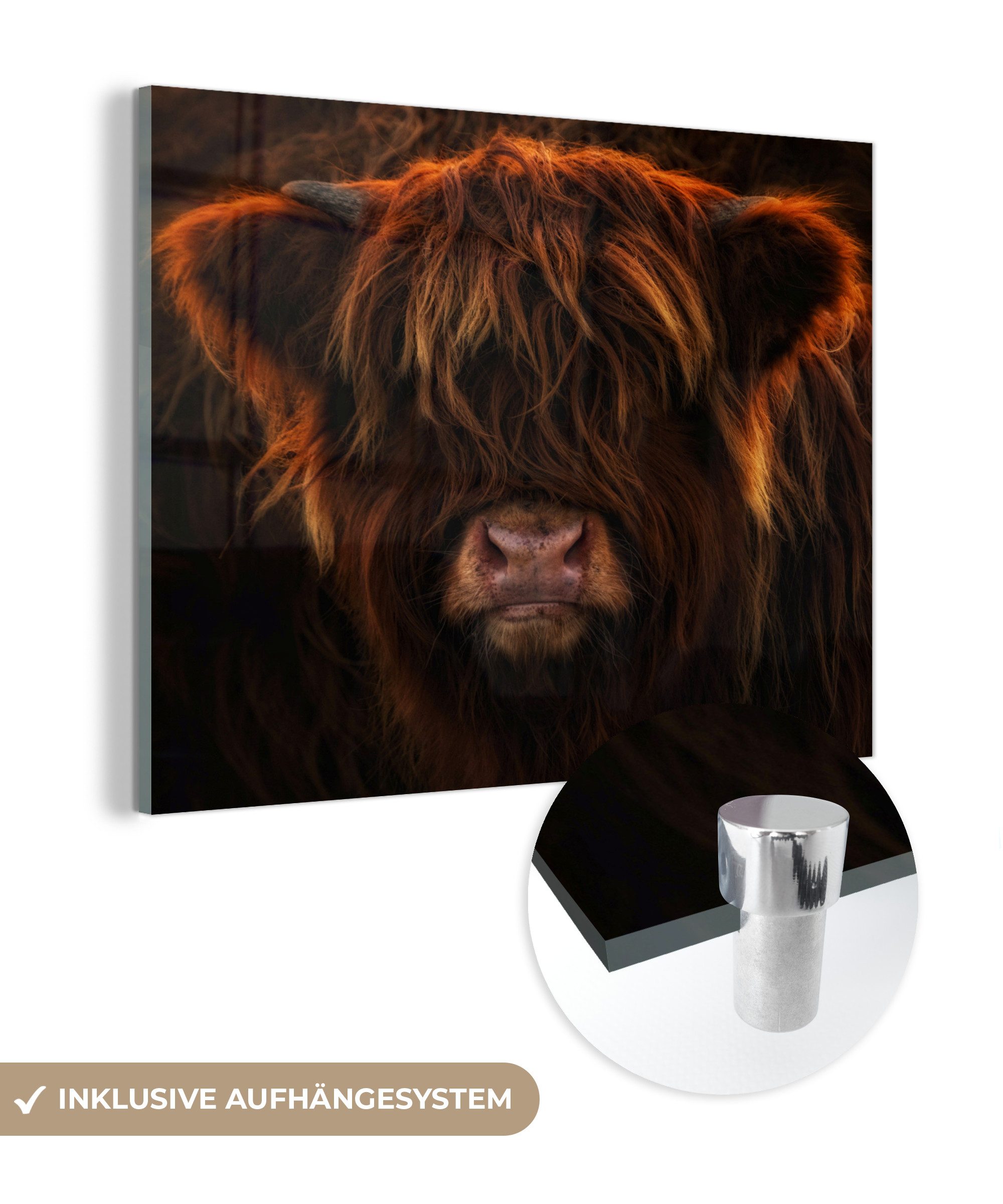 MuchoWow Acrylglasbild Schottischer Highlander - Leicht - Tier, Fotodruck (1 St), Dekoration wohnzimmer auf Glas, Wand Bilder Deko, 40x30 cm