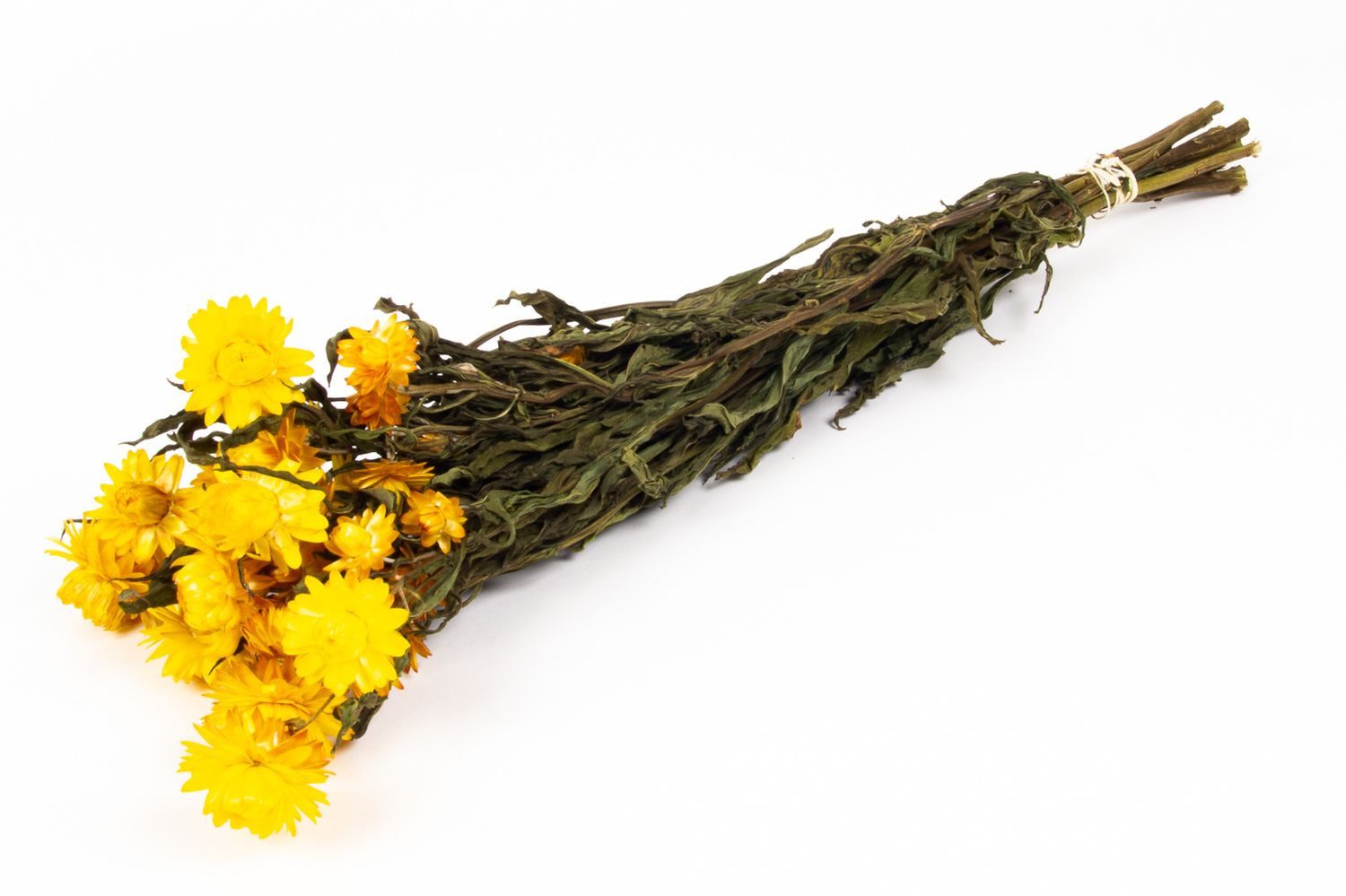Trockenblume Strohblumen Trockenstrauß ALMINKA, getrocknet, gelb, 50-60cm, Ø15cm, INNA-Glas, Höhe 60.0 cm
