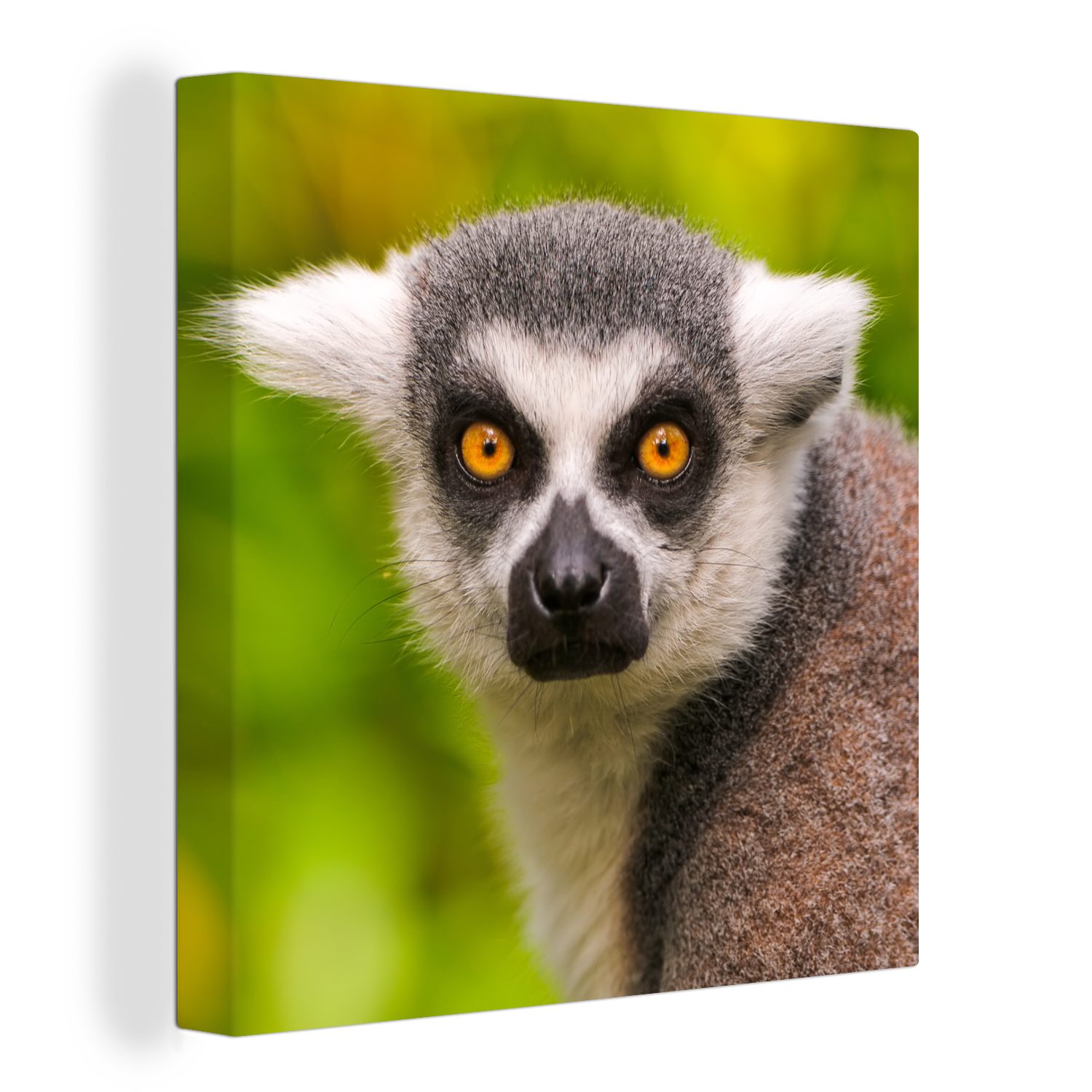 OneMillionCanvasses® Leinwandbild Affe - Ringschwanzlemur - Tier, (1 St), Leinwand Bilder für Wohnzimmer Schlafzimmer