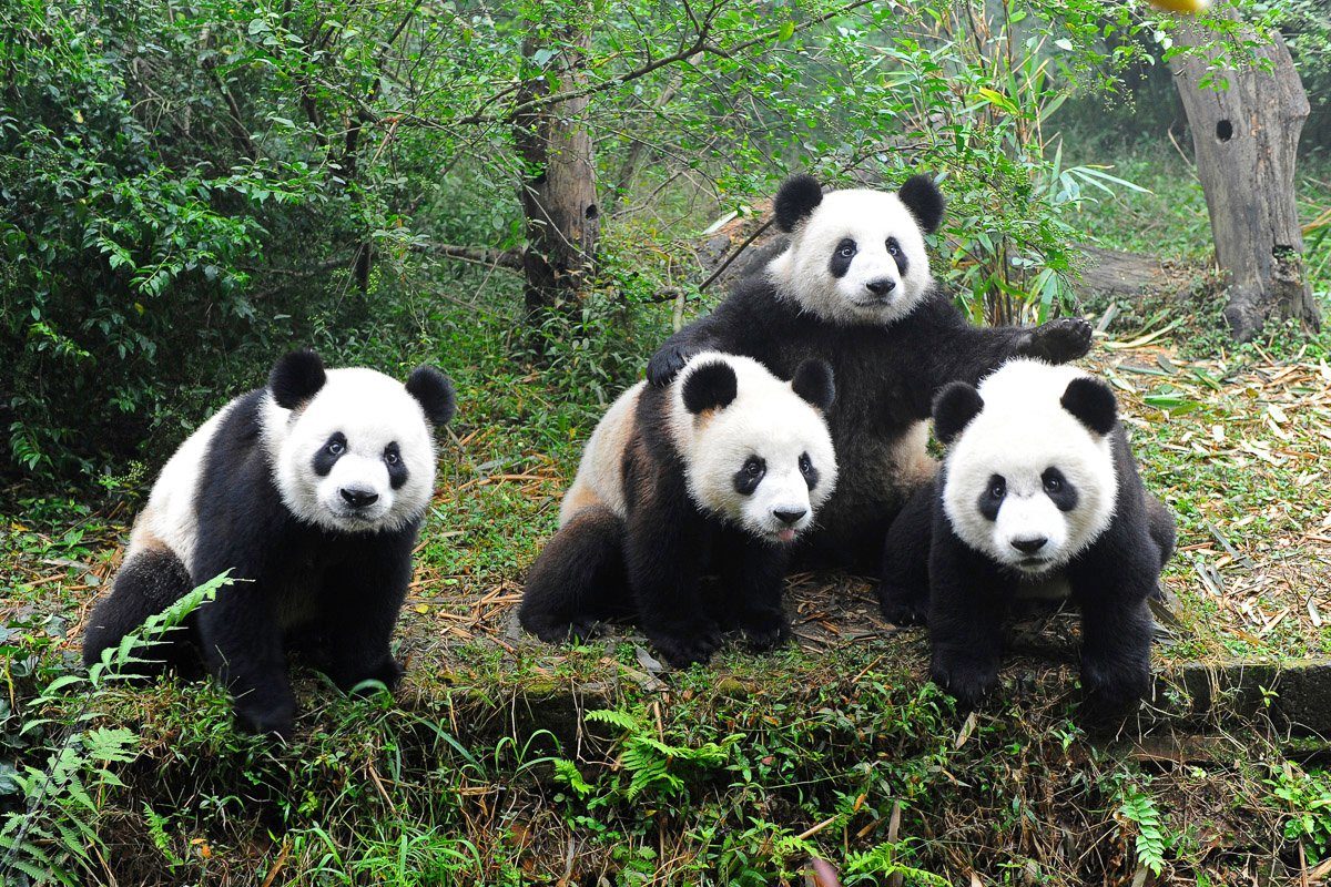 Papermoon Fototapete Pandafamilie