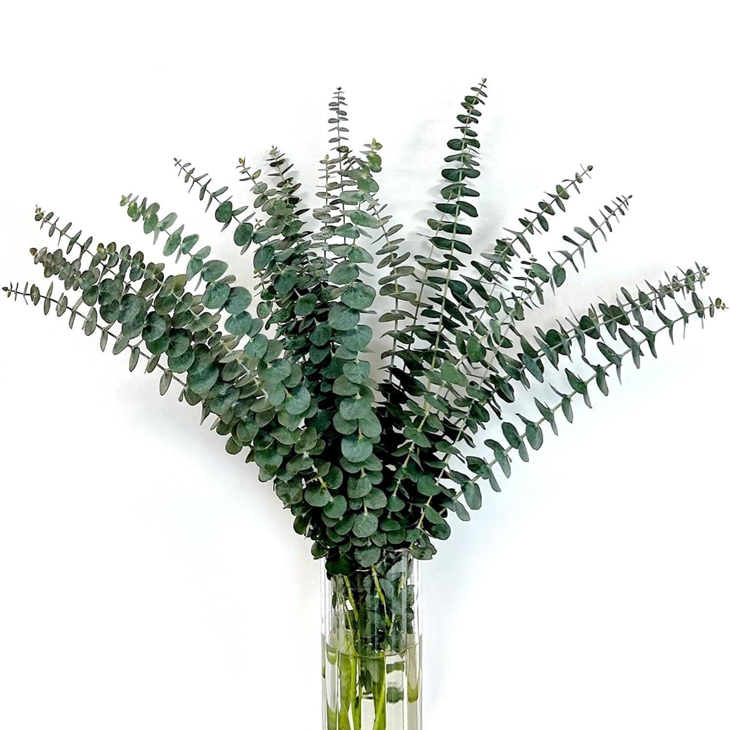 Trockenblume Getrocknete Eukalyptus Zweige 24 Stk. 45cm Grün, LuxusKollektion, Höhe 10 cm