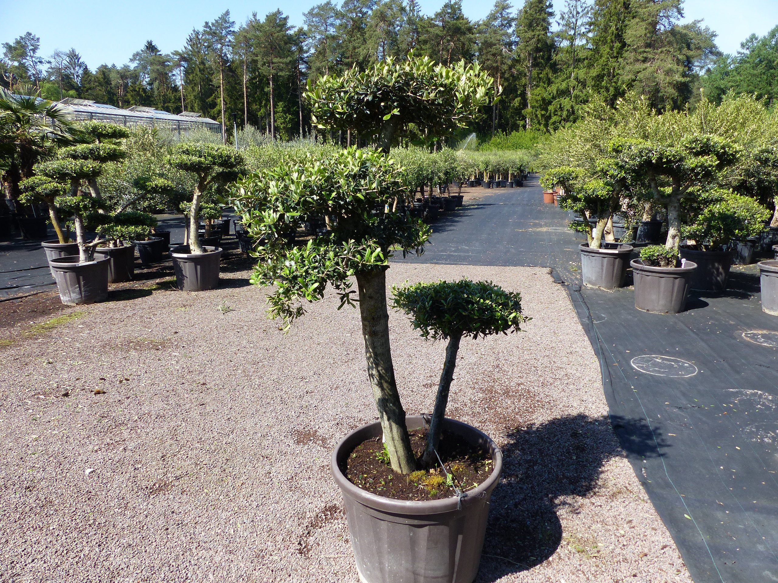 gruenwaren jakubik Olivenbaum Olivenbaum 4 Pon Pon Bonsai Formgehölz Gartenbonsai Olea europaea