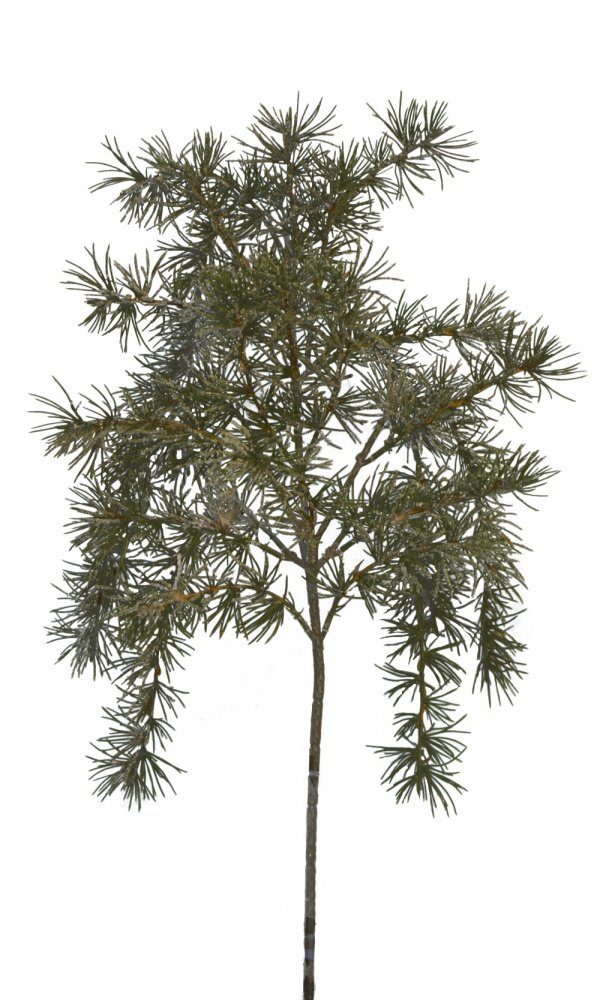 Kunstblume Nadelbaum Zeder (Cedrus), 2474U, Zweig günstig online kaufen