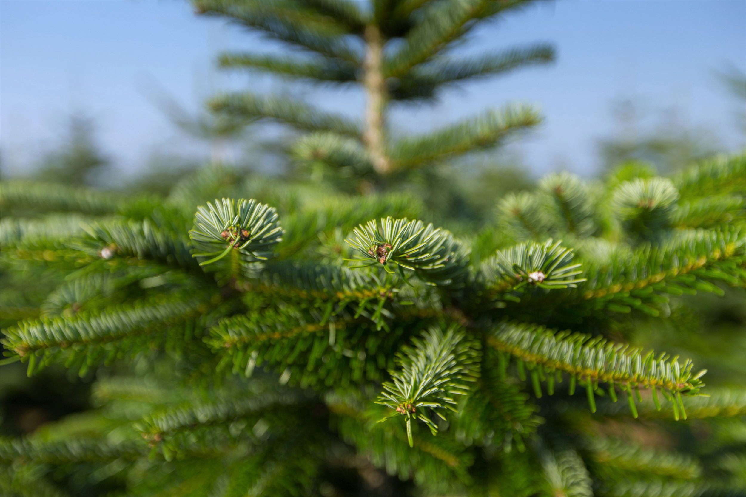 Mini-Baumständer, ca. Weihnachtsbaumland bis Echter Nordmanntanne, cm Weihnachtsdeko, 100 Weihnachtsbaum Nordmanntanne Höhe 120 inkl.