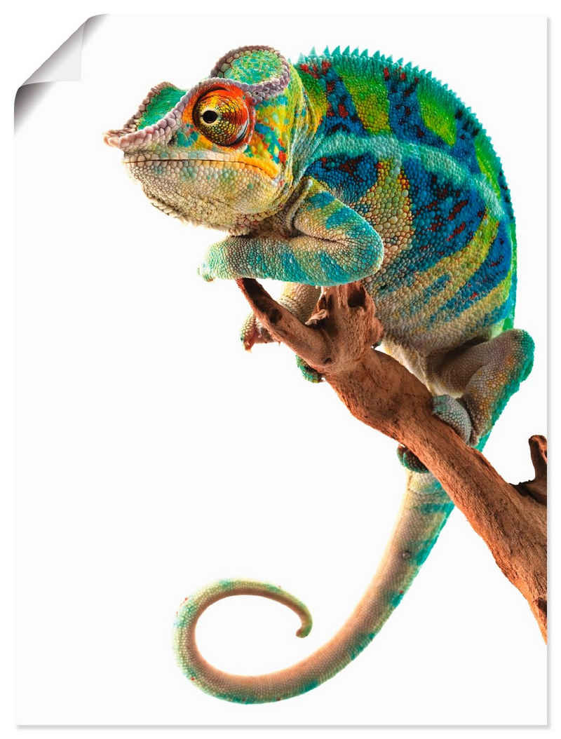 Artland Wandbild Ambanja Panther Chamäleon, Reptilien (1 St), als Leinwandbild, Poster in verschied. Größen