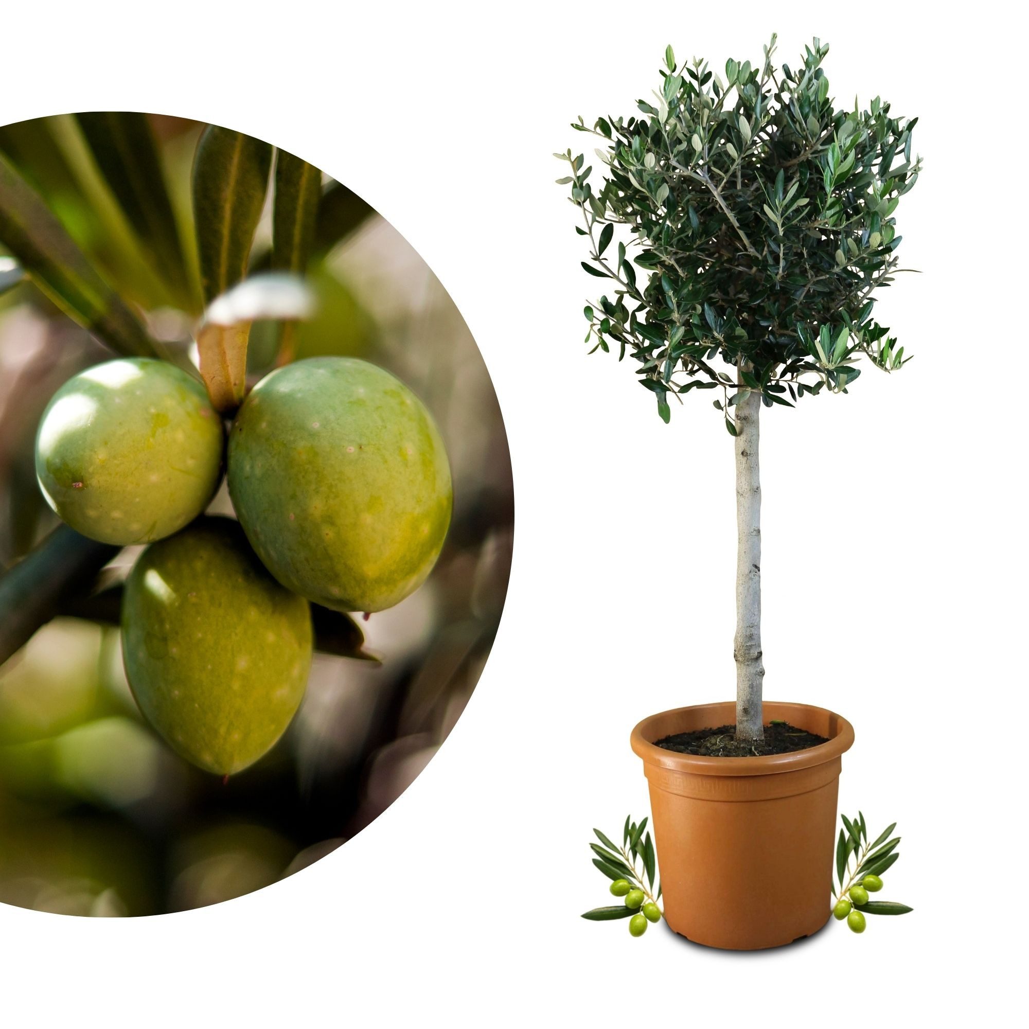 Meine Orangerie Olivenbaum Stämmchen - Olea europaea, echte Olive, fruchtreifes Bäumchen in Gärtnerqualität