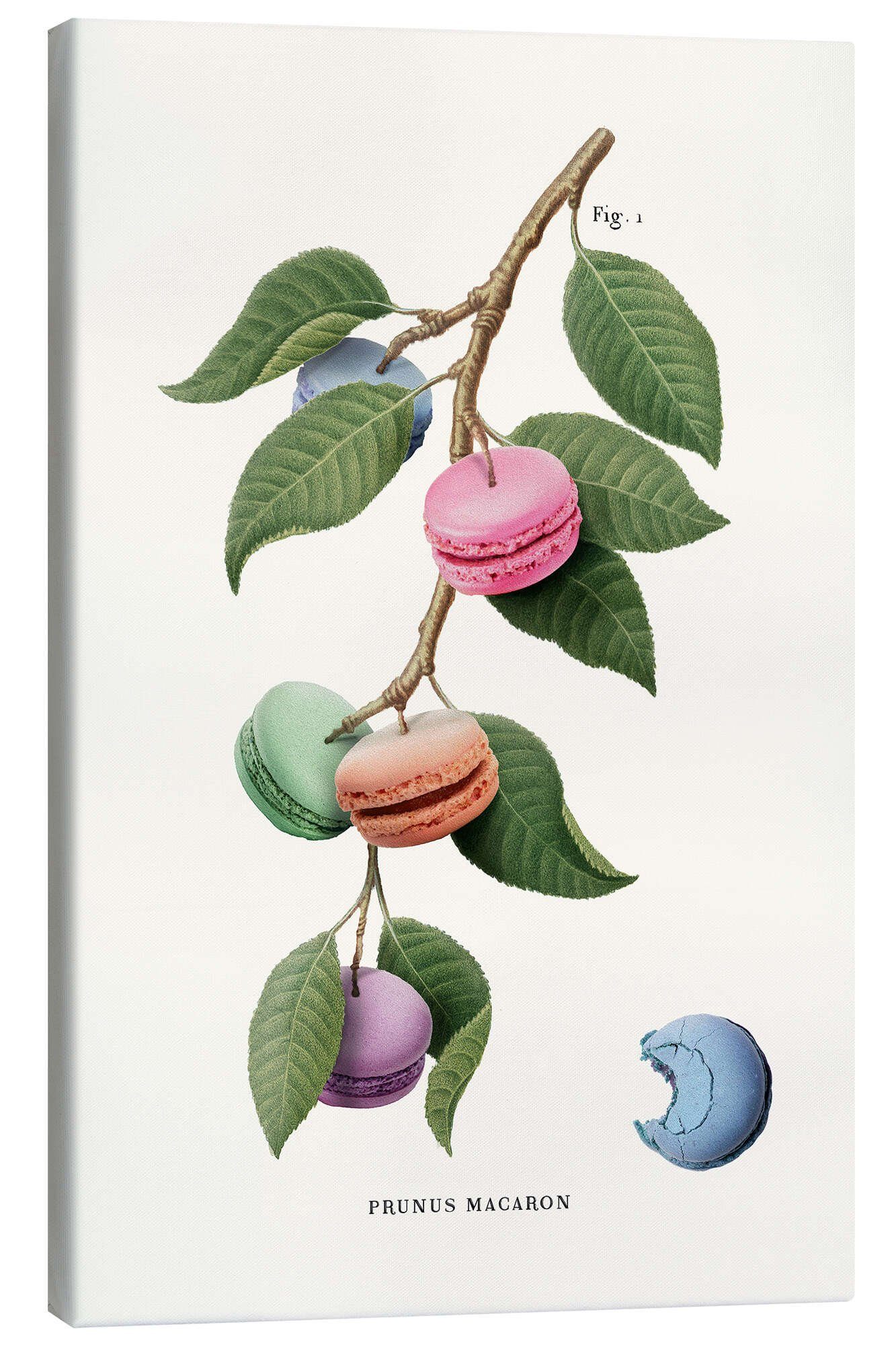 Posterlounge Wandbild Macaron-Pflanze, Jonas Loose, erhältlich als Poster, Leinwandbild, Wandsticker oder Acrylglasbild