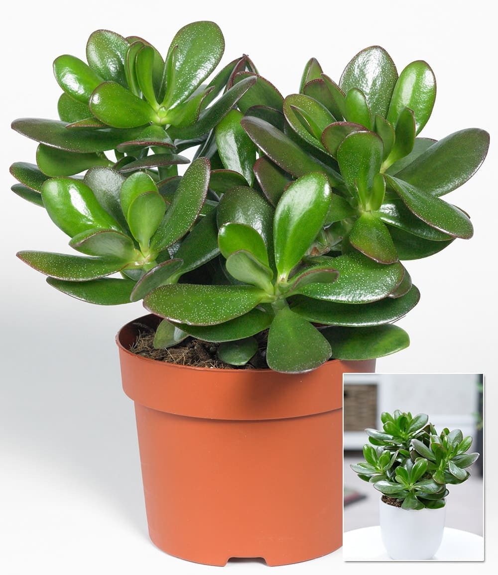 BALDUR Garten Zimmerpflanze Geldbaum Crassula, 1 St., Dickblattgewächs, pflegeleicht