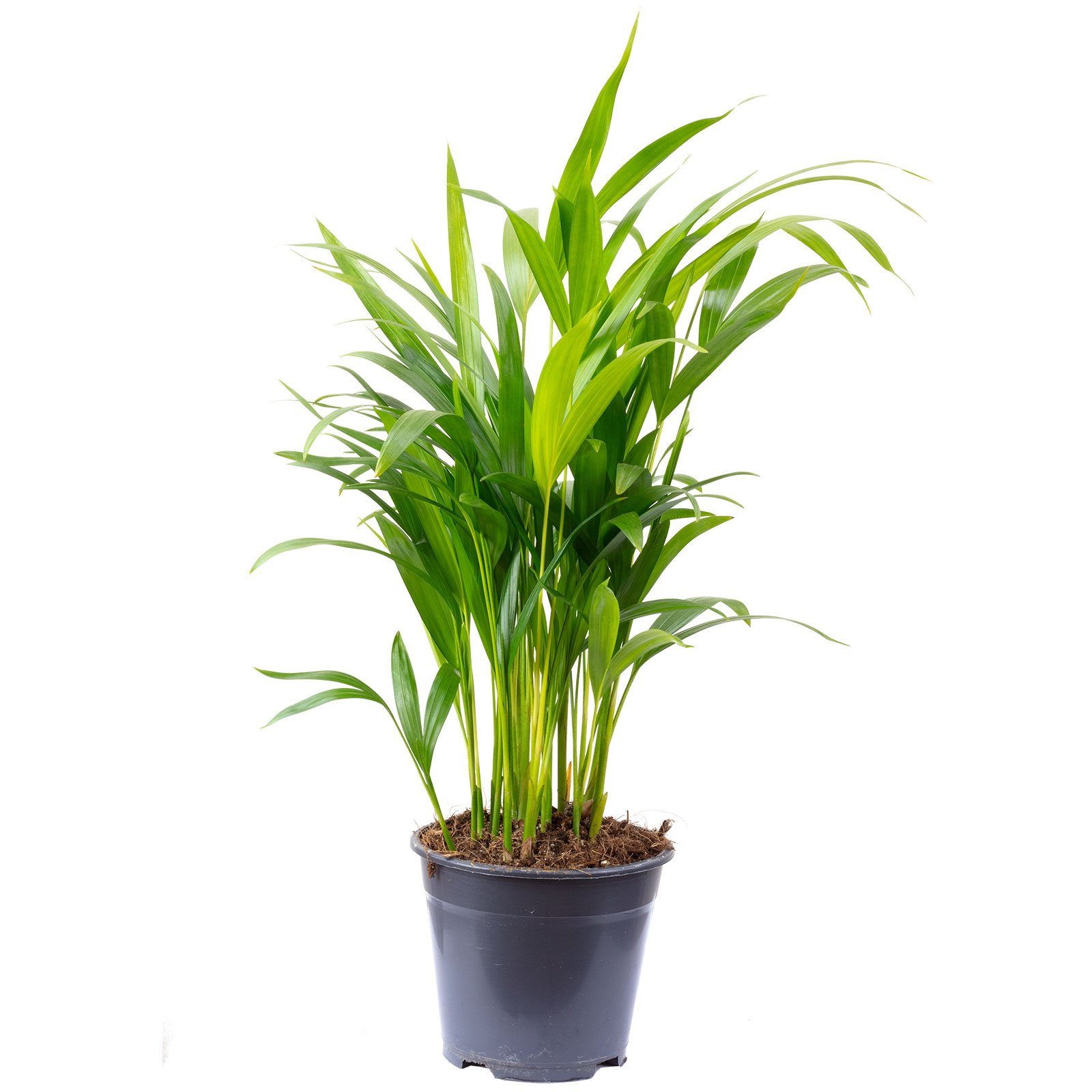 Flowerbox Zimmerpflanze Goldfruchtpalme - Areca Dypsis Lutescens, - Höhe ca. 55 cm, Topf-Ø 14 cm