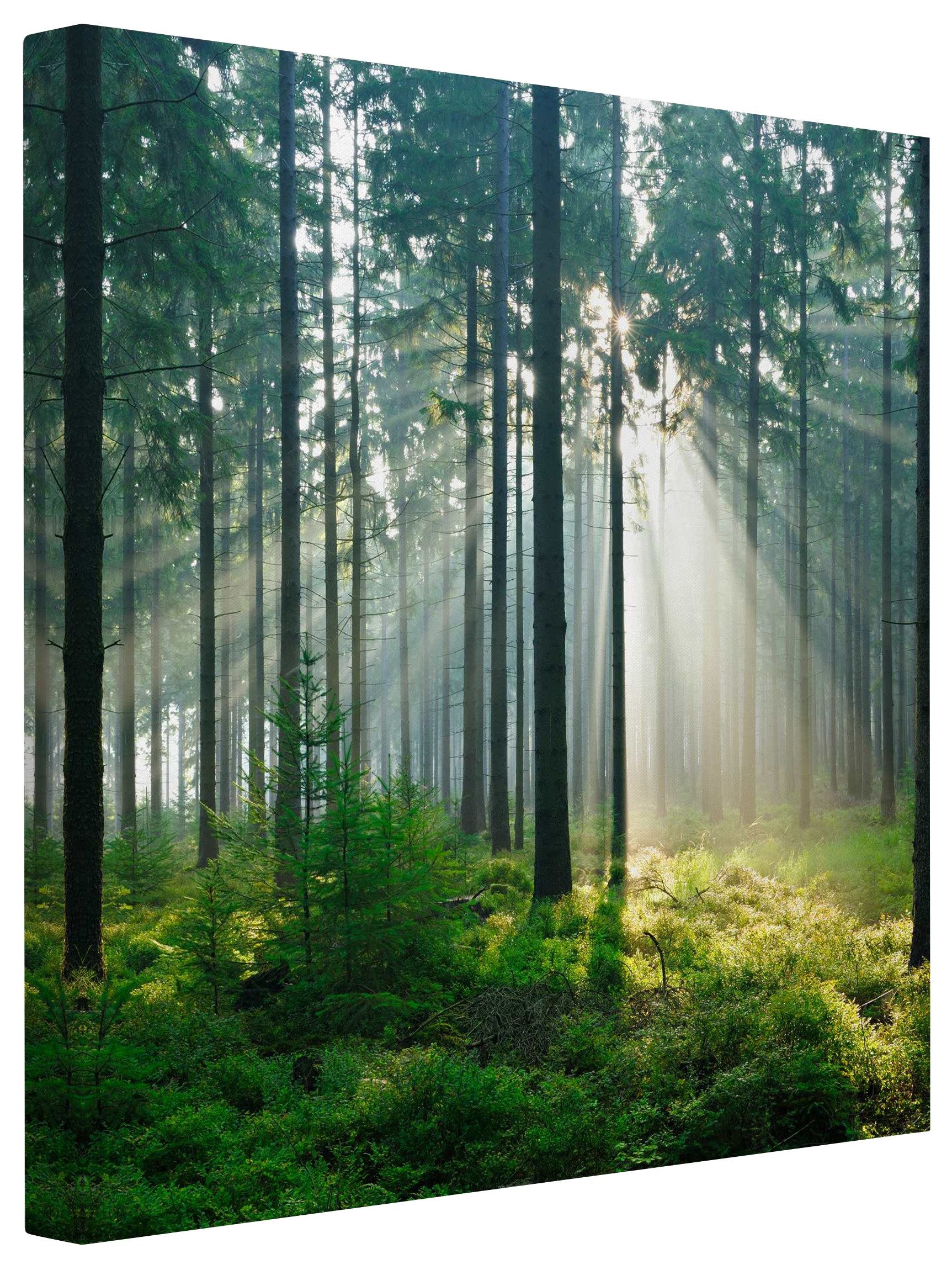 Bilderdepot24 Leinwandbild Wald Natur Modern Enlightened Forest grün Bild auf Leinwand Groß XXL, Wohnzimmer Schlafzimmer Küche Flur Wandbild Kunstdruck Wanddeko Druck