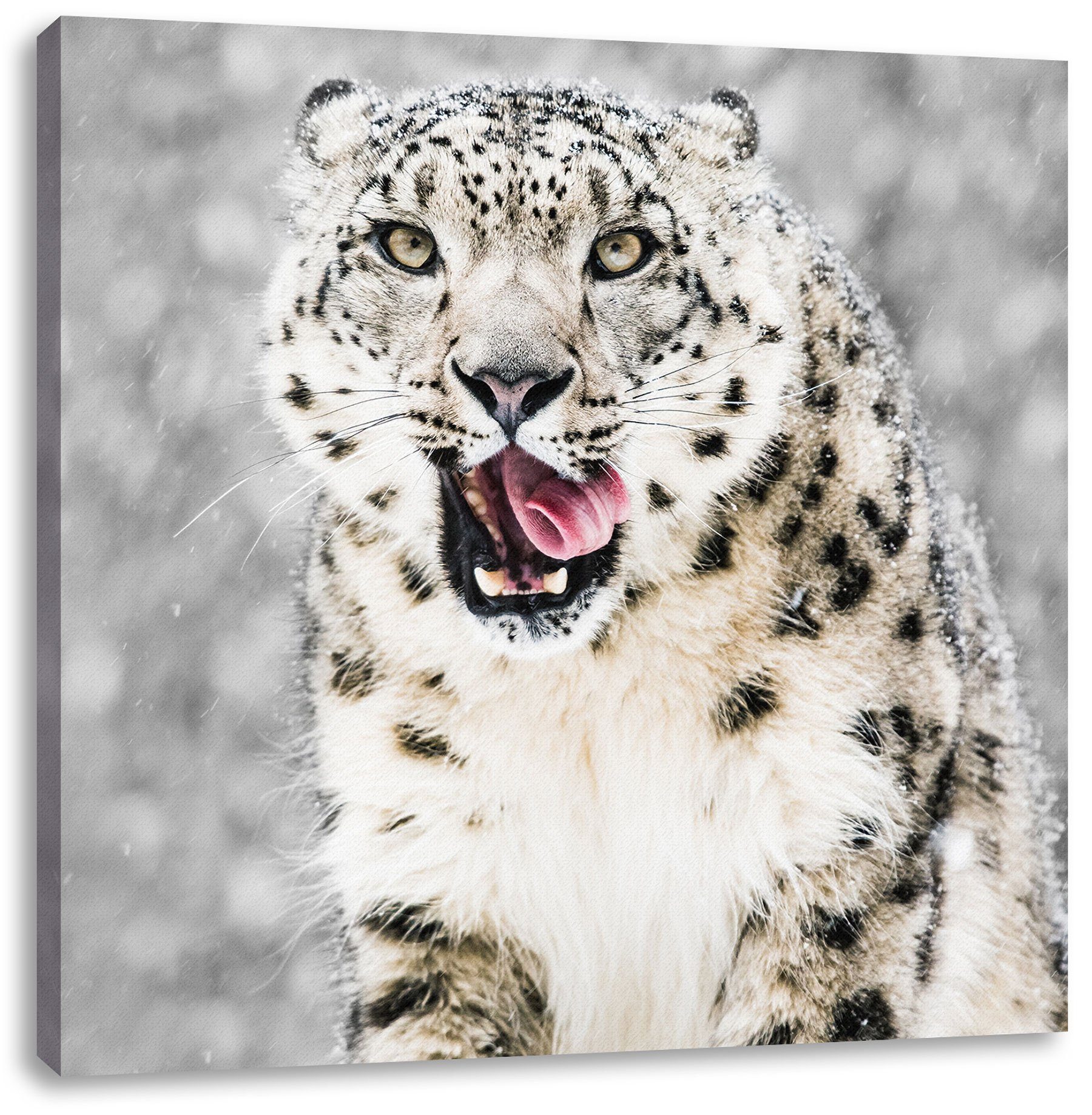 Pixxprint Leinwandbild Leopard im Schnee, Leopard im Schnee (1 St), Leinwandbild fertig bespannt, inkl. Zackenaufhänger