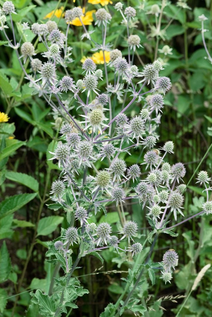 Pflanzen für Dich Staude Eryngium planum, 1 St., Flachblättrige Edeldistel, Blaudistel, Mannstreu – Bild 5 von 5