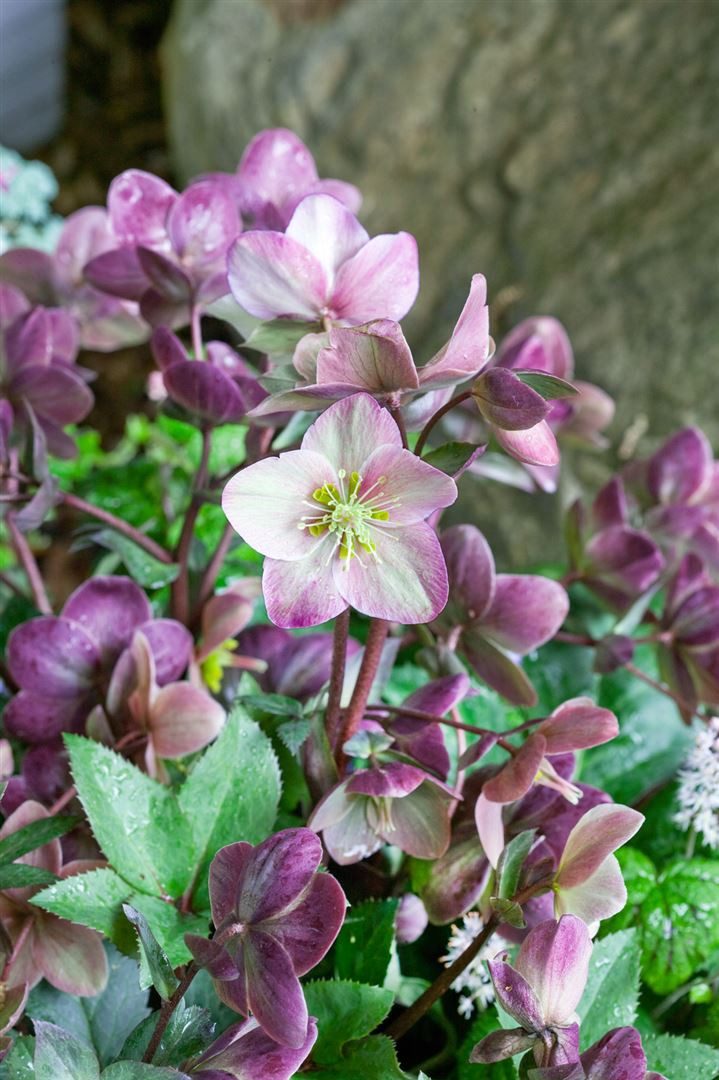 Pflanzen für Dich Staude Helleborus Pink Frost, 1 St., Christrose, Lenzrose