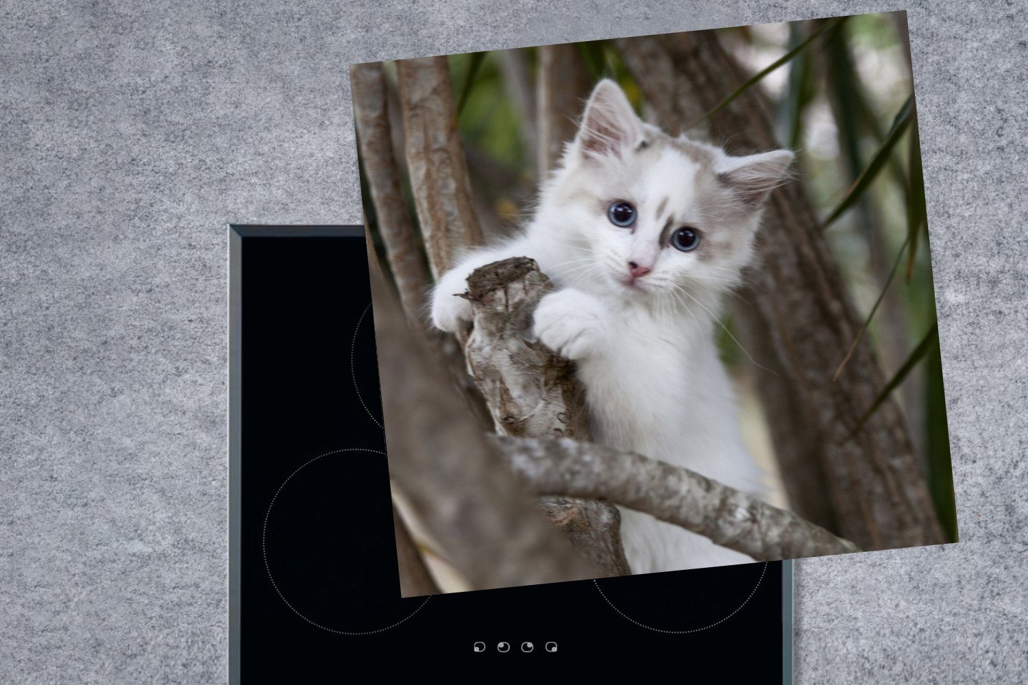 MuchoWow Herdblende-/Abdeckplatte Weißes Ragdoll-Kätzchen Ast, Arbeitsplatte auf Vinyl, cm, 78x78 tlg), für Ceranfeldabdeckung, (1 einem küche