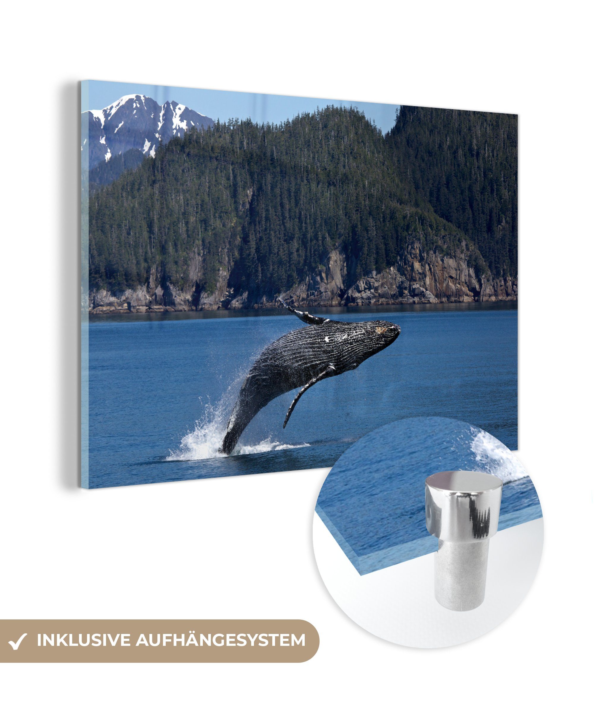 MuchoWow Acrylglasbild Nordamerika - Meer - Wale, (1 St), Acrylglasbilder Wohnzimmer & Schlafzimmer