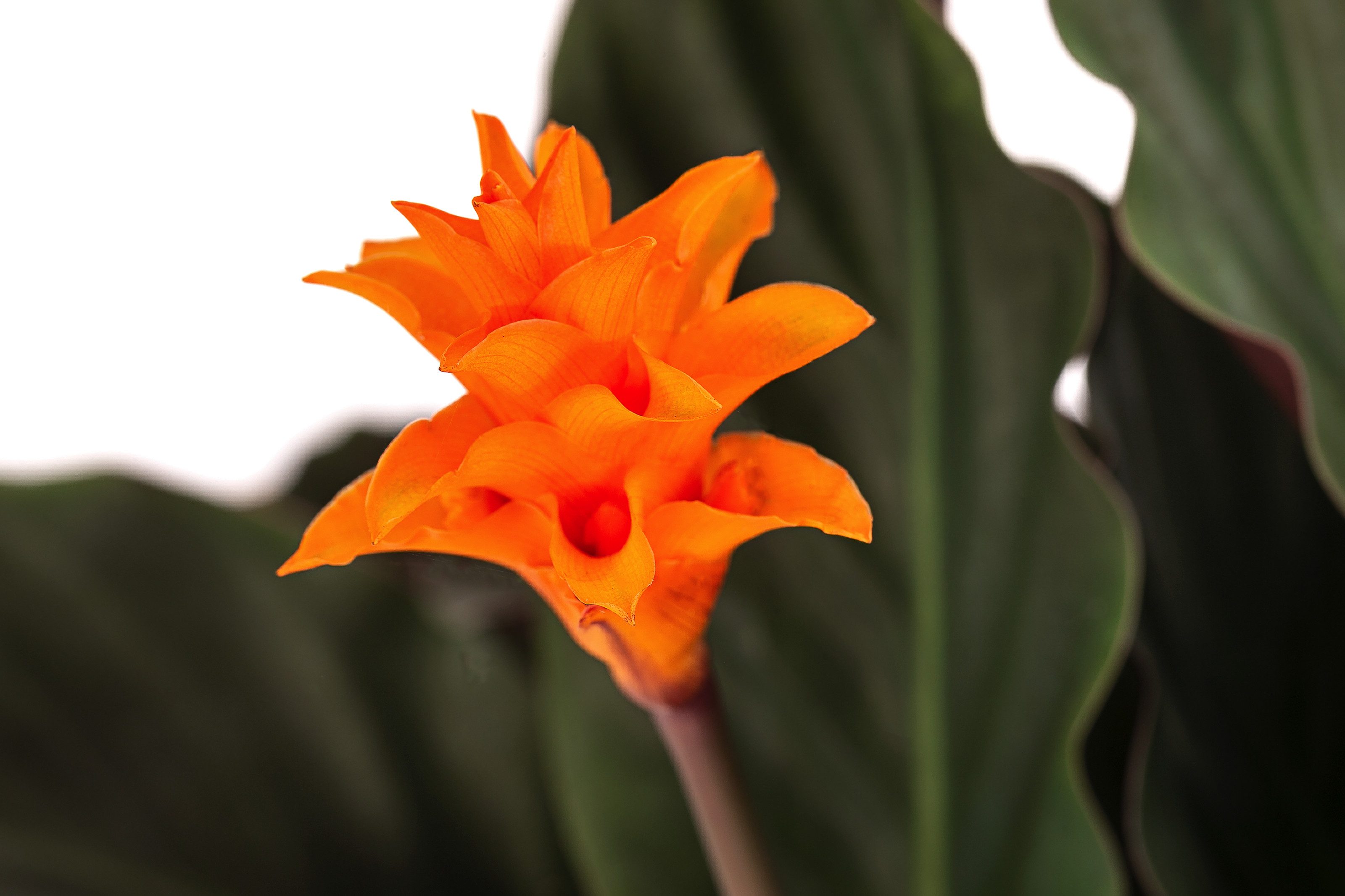 Dehner Zimmerpflanze Korbmarante, Calathea crocata, ca. 30-40 cm, Ø Topf 14 cm, exotische Zimmerpflanze mit luftreinigender Wirkung