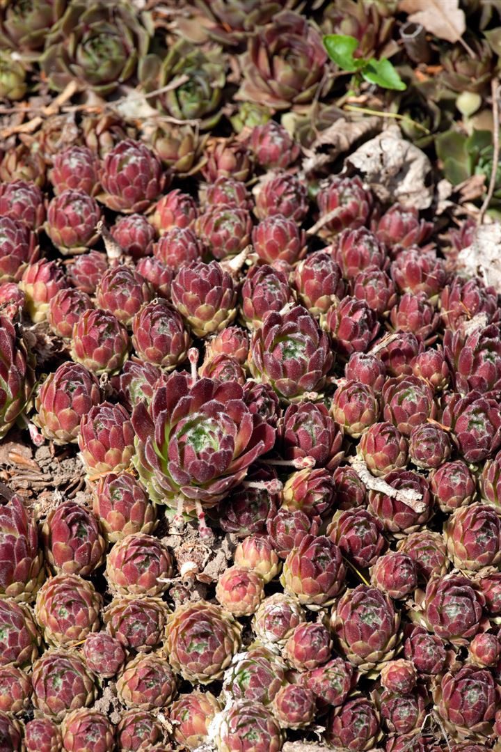 Pflanzen für Dich Staude Sempervivum cult. Hey Hey, 1 St., Hauswurz, Dachwurz