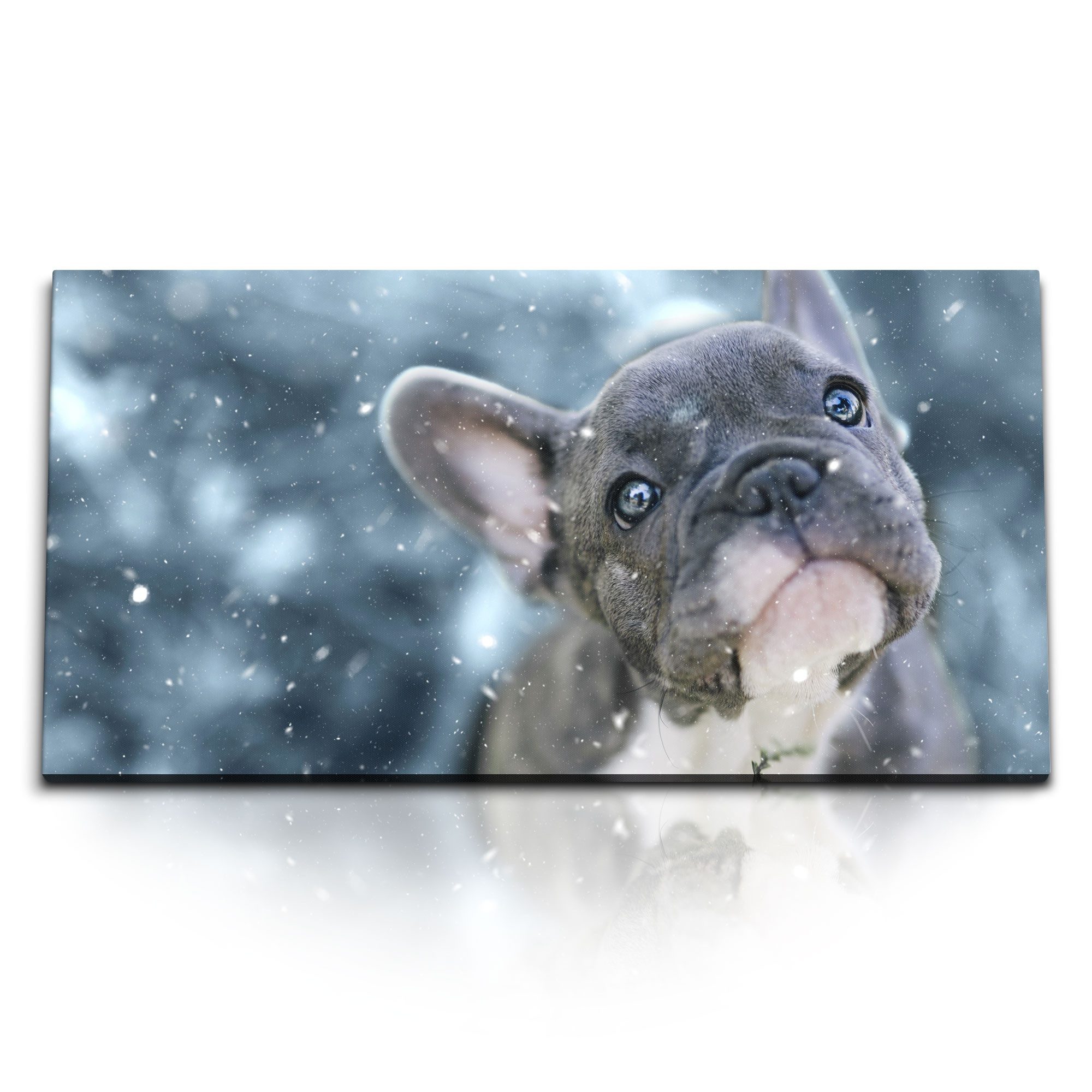 Leinwandbild Kunstdruck Bilder 120x60cm Kleiner Hund Welpe Französische Bulldogge S