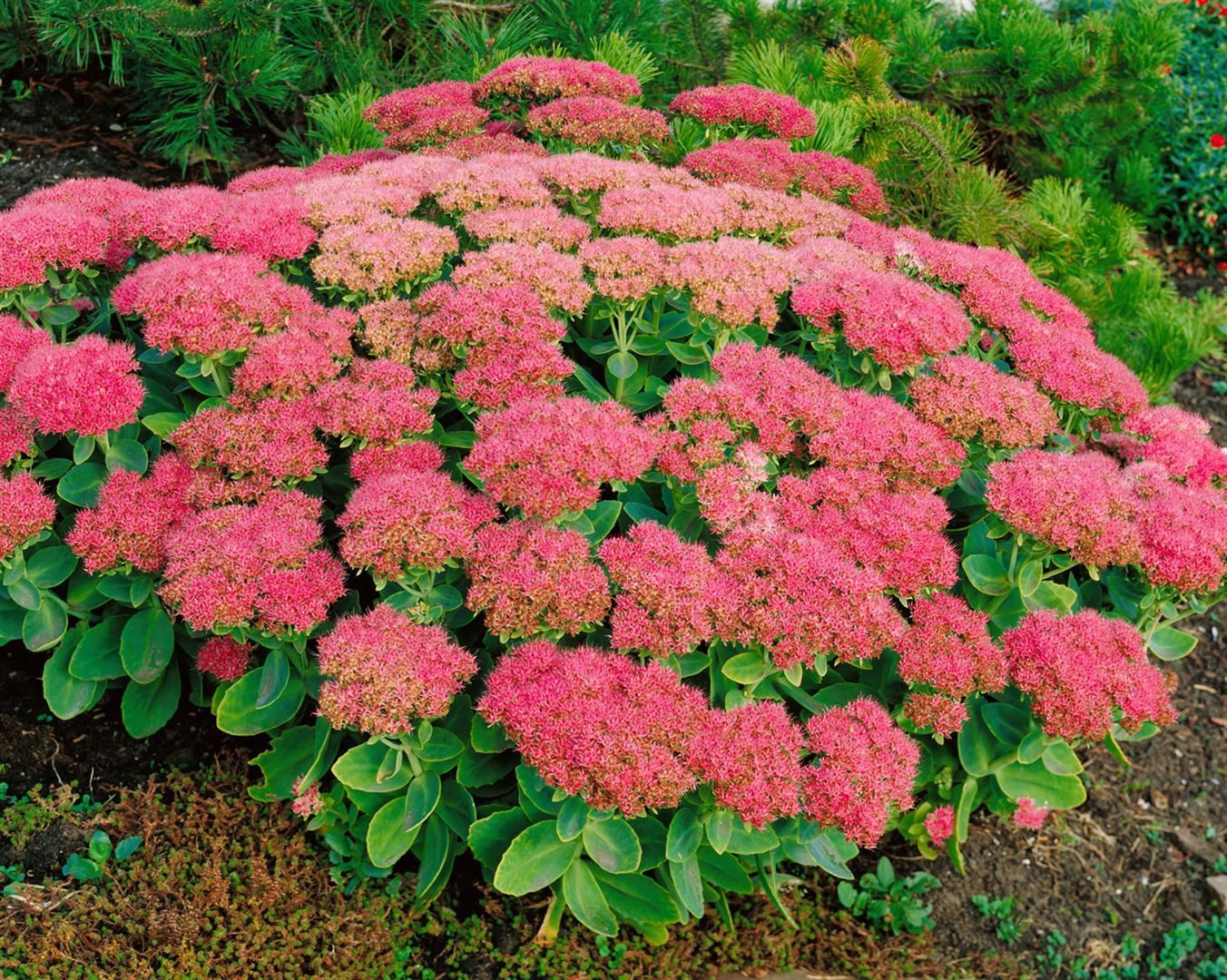 Pflanzen für Dich Staude Sedum spectabile Brillant, 1 St., Prächtige Fetthenne, Herbstfreude