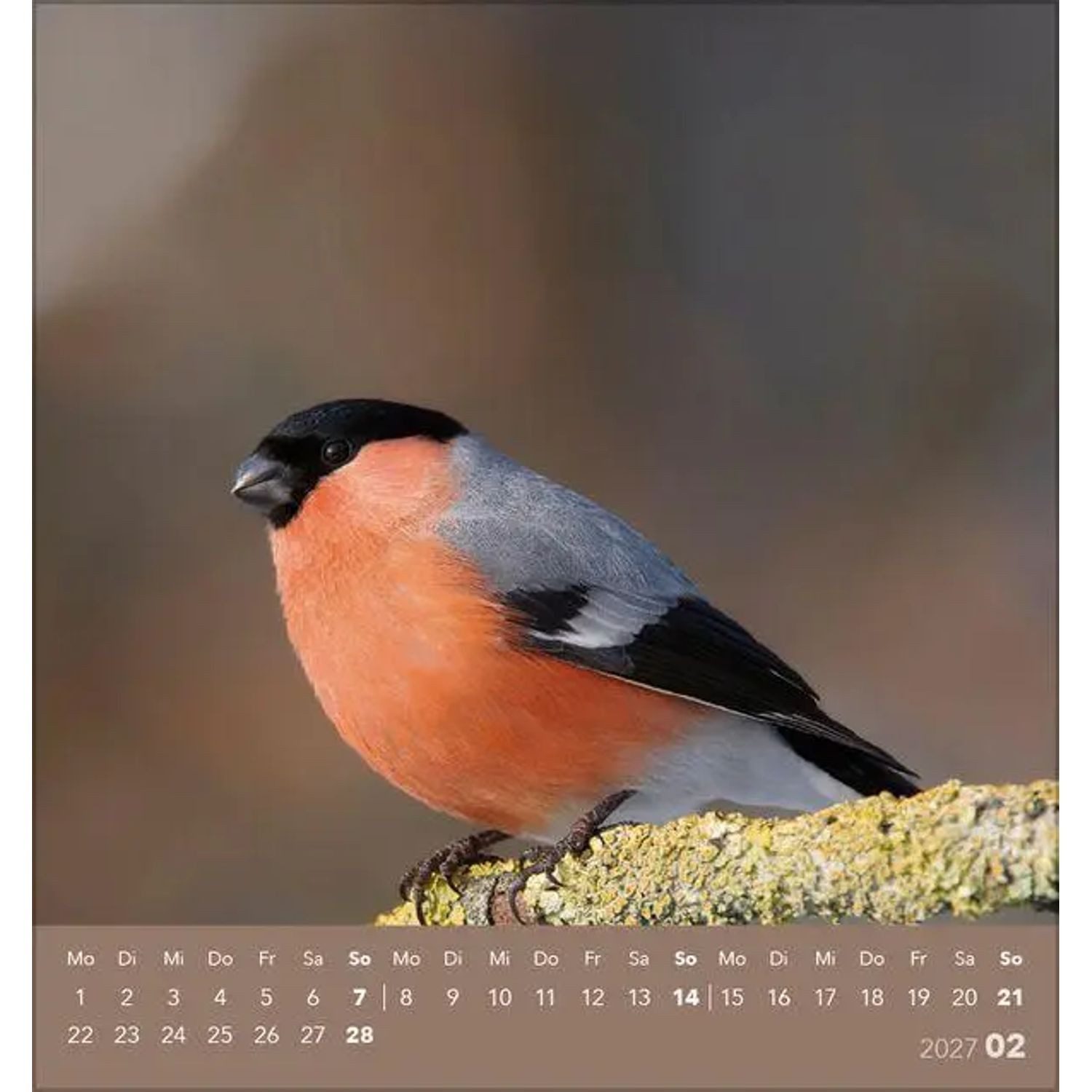 Korsch Verlag Wandkalender Vögel unserer Heimat 2027