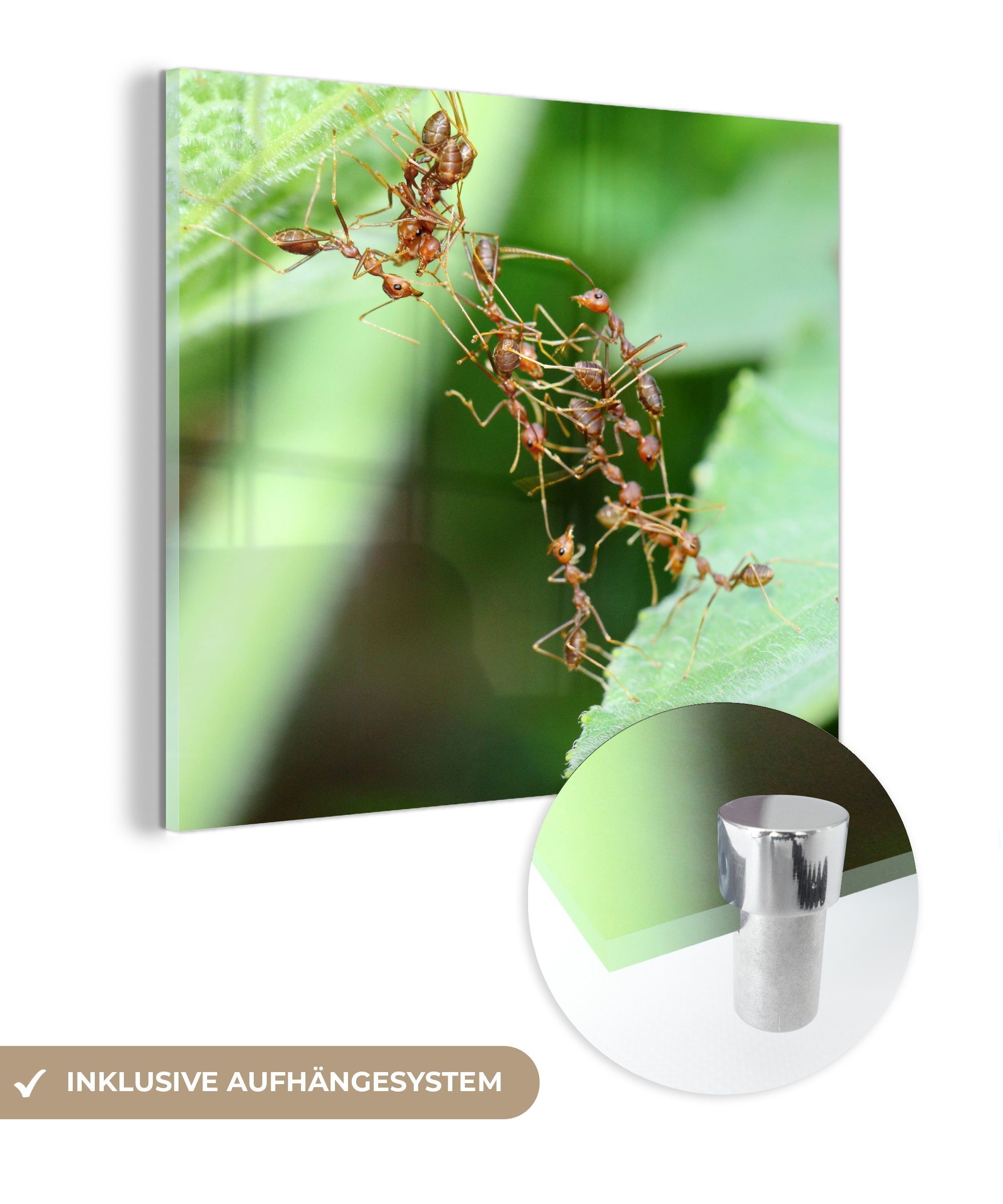 auf Glas Gruppe Glasbilder Acrylglasbild St), (1 Nahaufnahme von - MuchoWow Glas Wanddekoration Wandbild Bilder - einer auf Foto - Ameisen,